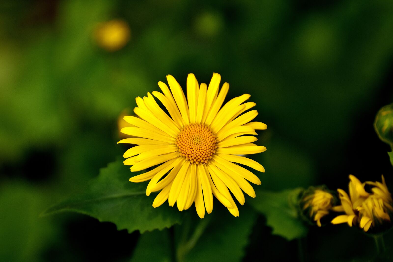 Nikon D7200 sample photo. Balkan-gemswurz, doronicum orientale, caucasus photography