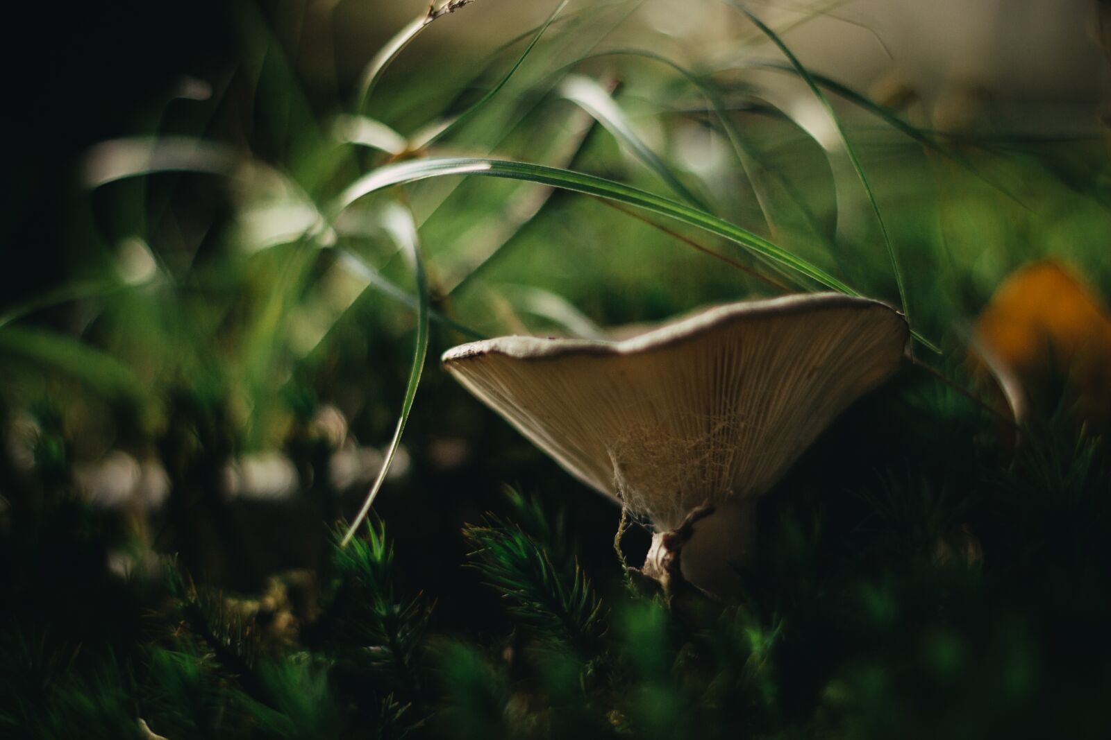 Canon EOS 600D (Rebel EOS T3i / EOS Kiss X5) + Canon EF 50mm F1.8 STM sample photo. Mushroom, mushrooms, forest photography