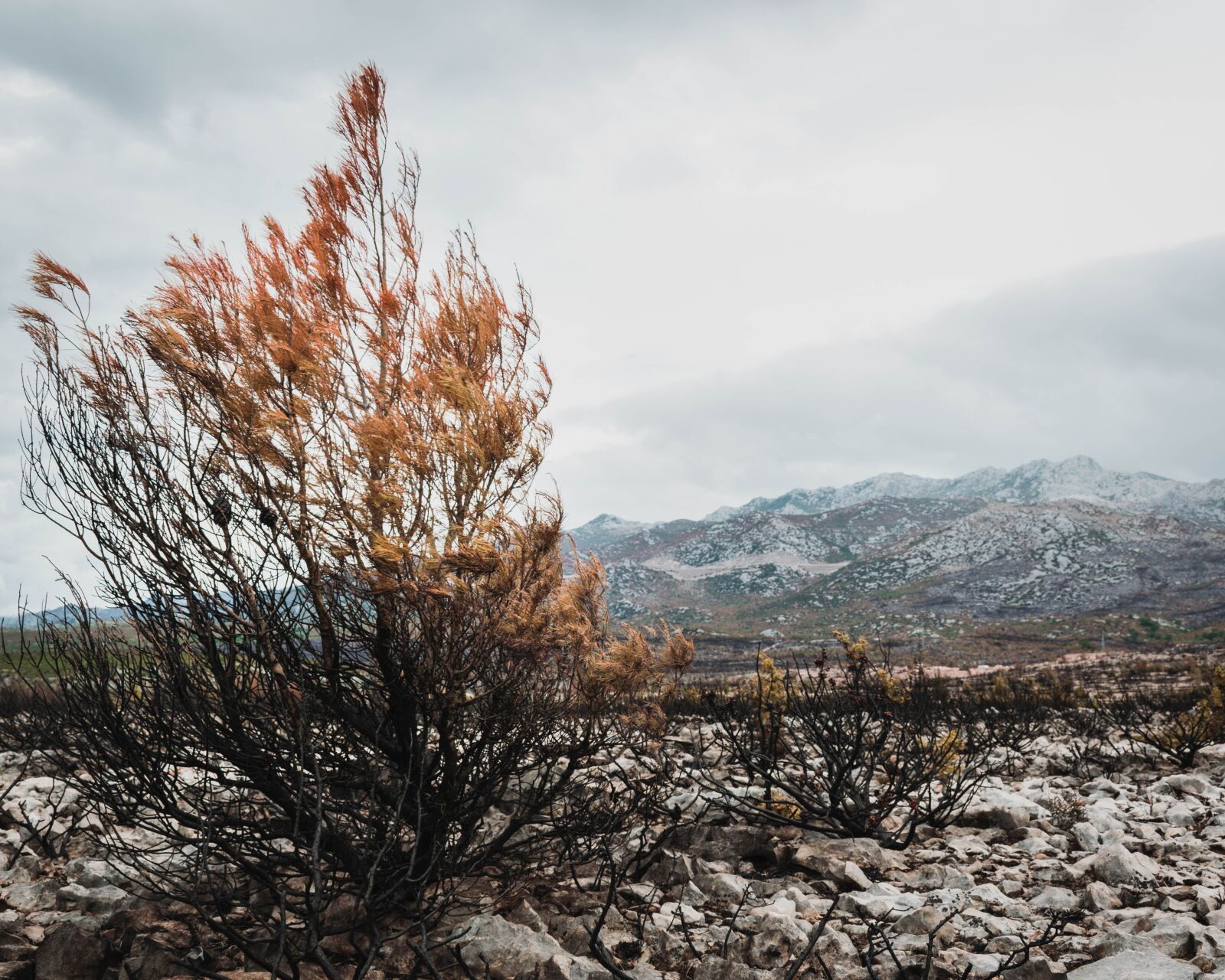 Nikon D5300 sample photo. Nature, trees, autumn photography