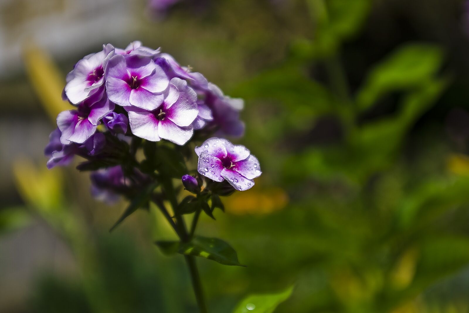 Pentax K100D sample photo. Flower, purple, petal photography