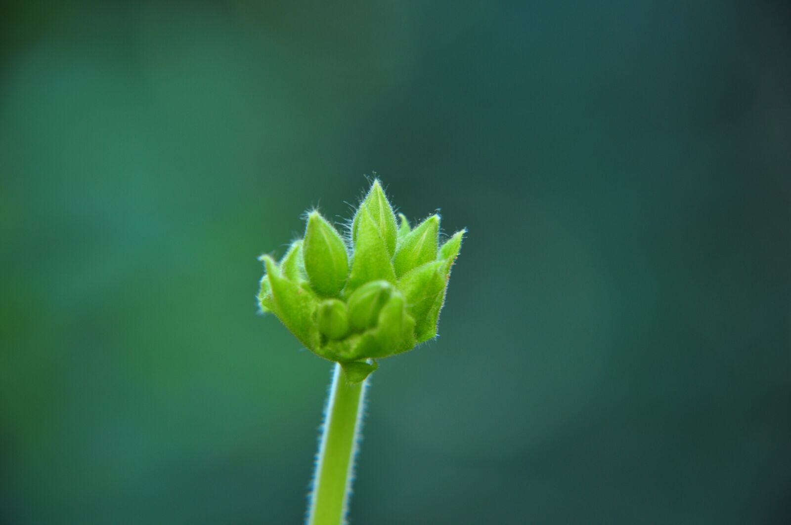 Nikon D5000 sample photo. Flower, flowers photography
