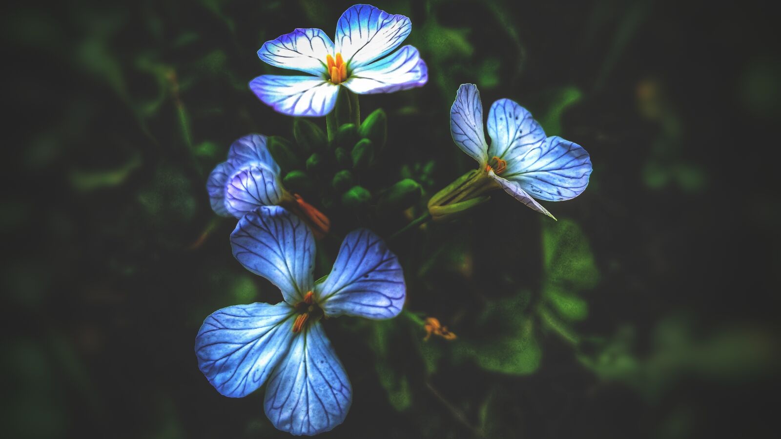 Xiaomi Redmi 4A sample photo. Beautiful, flowers, blue, flowers photography