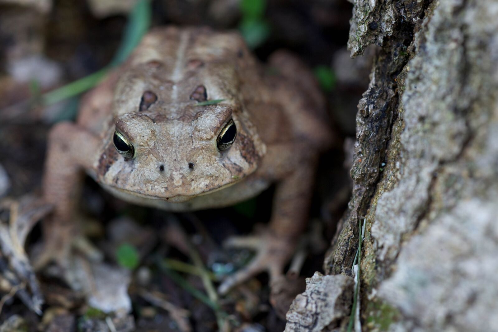 Canon EOS 5D Mark II sample photo. American toad, frog, head photography