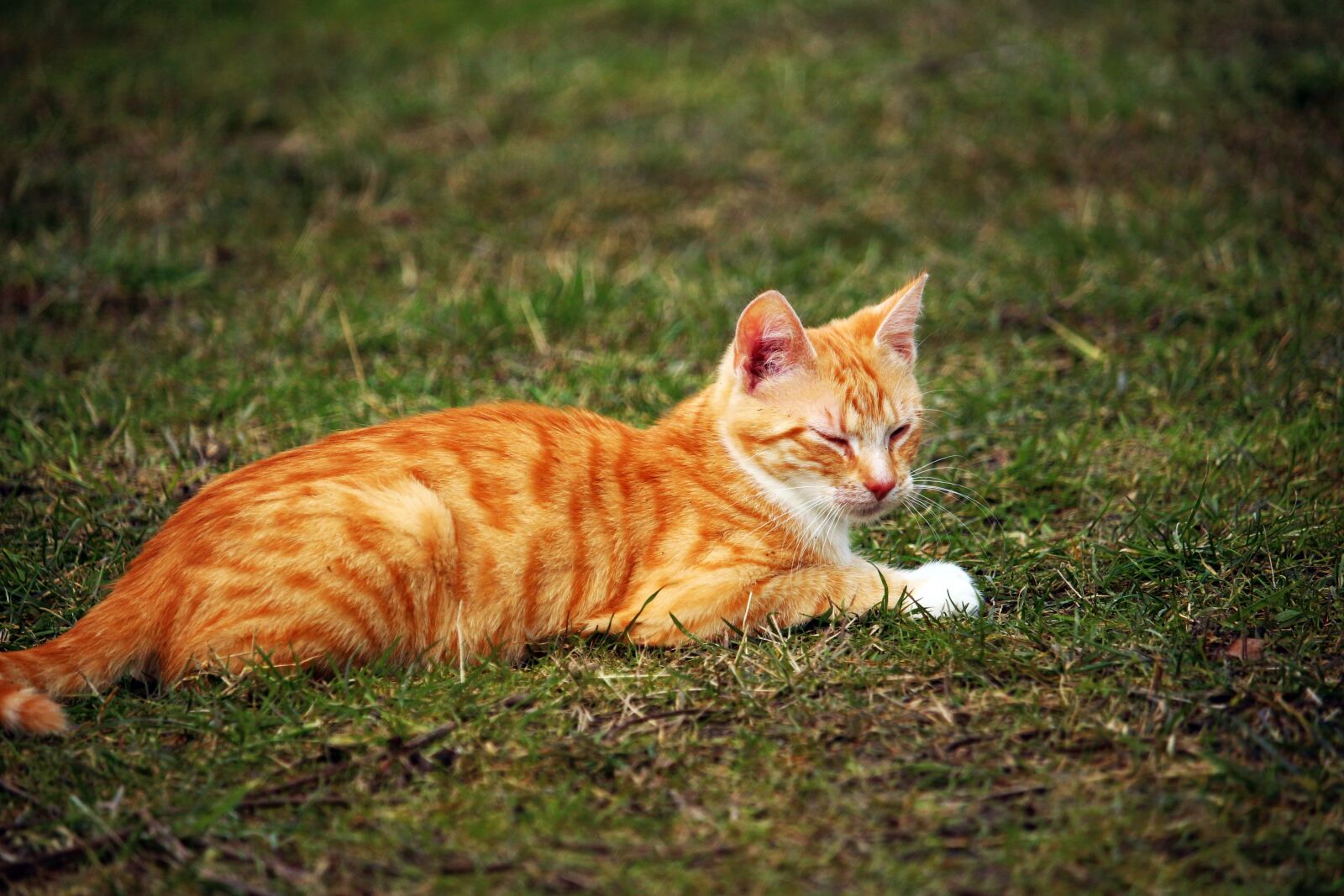 Canon EOS 100D (EOS Rebel SL1 / EOS Kiss X7) sample photo. Cat, red mackerel tabby photography