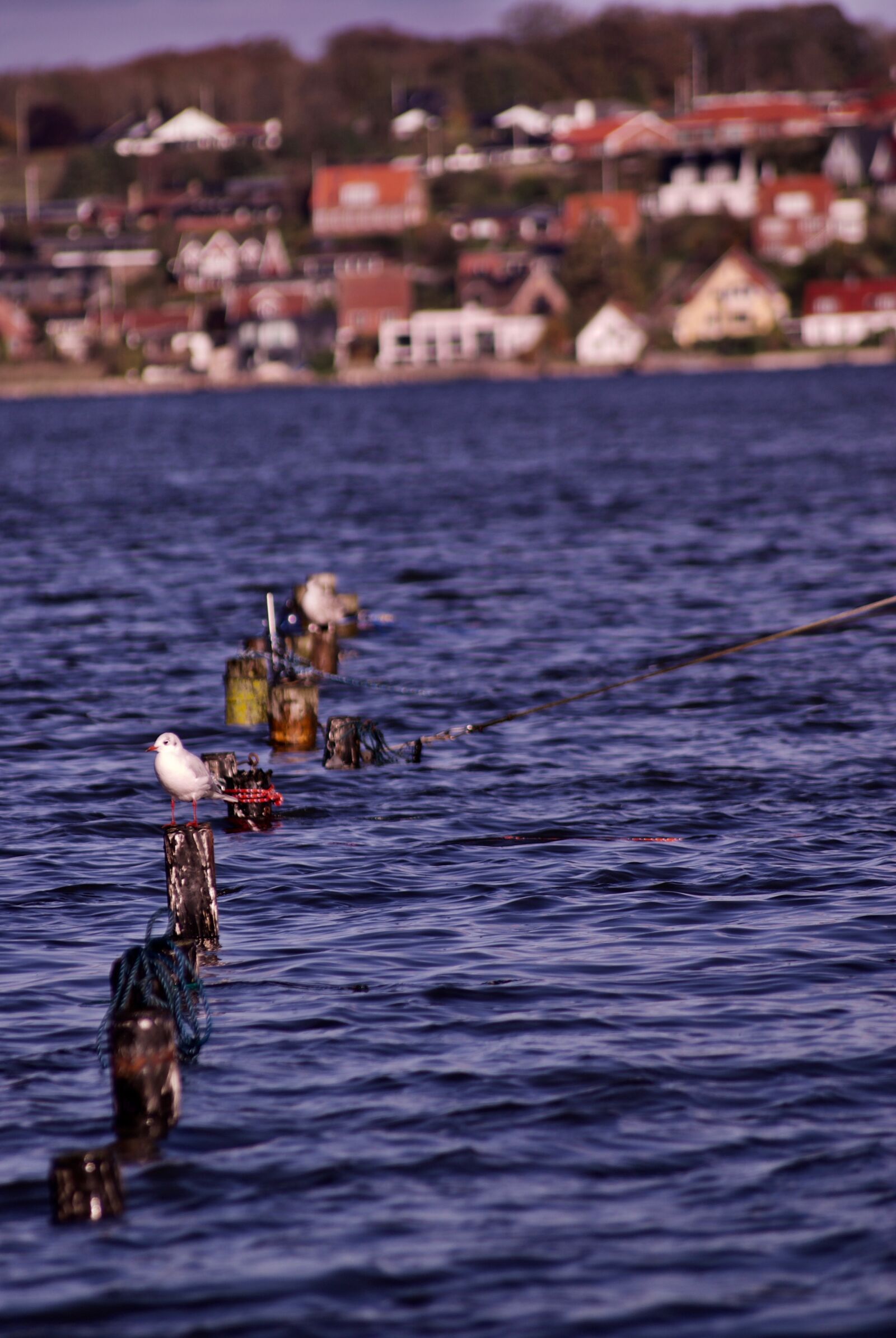 Sony Alpha DSLR-A200 sample photo. Bird, flying, houses, ovean photography