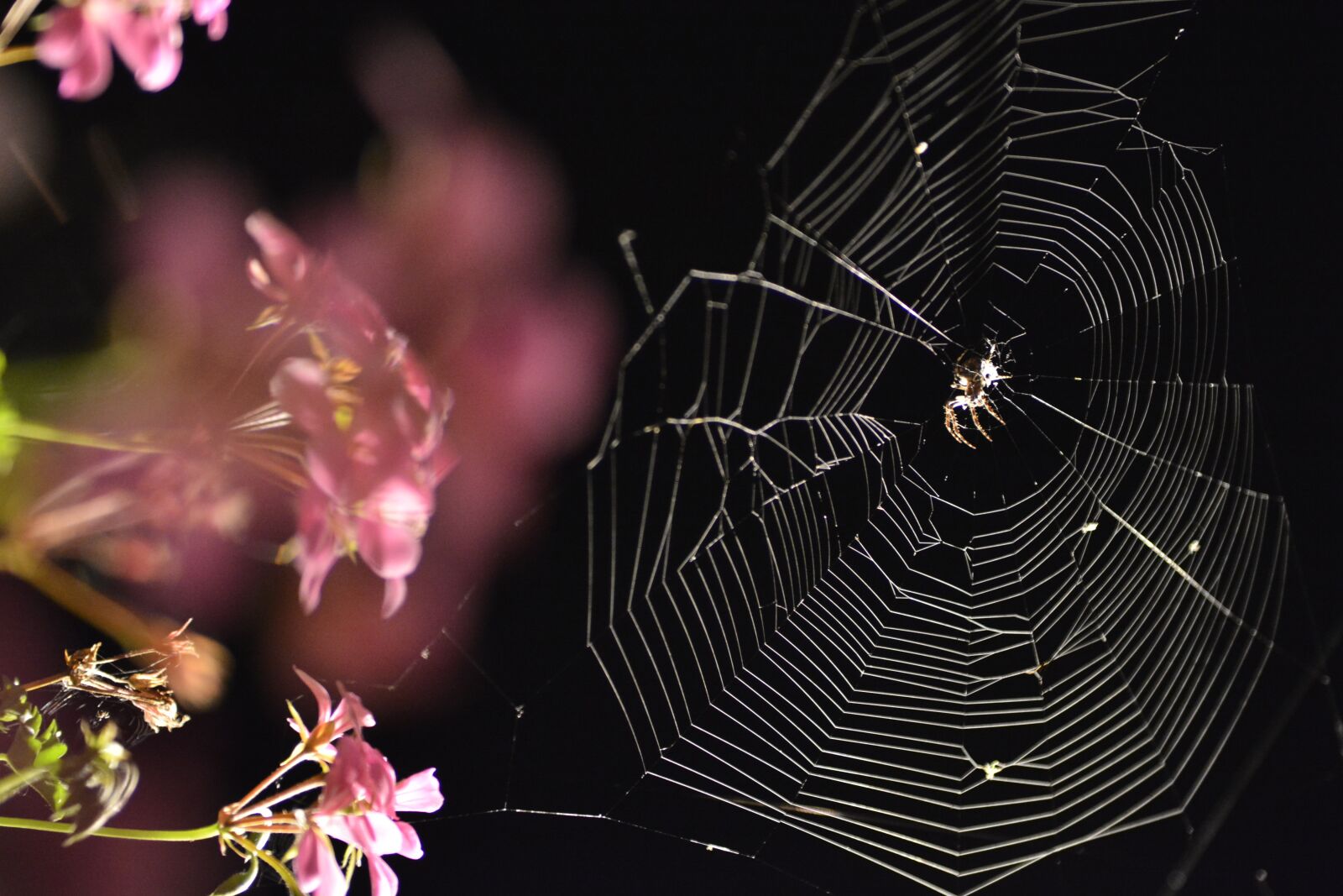 Nikon D7100 sample photo. Spider, scary, black photography