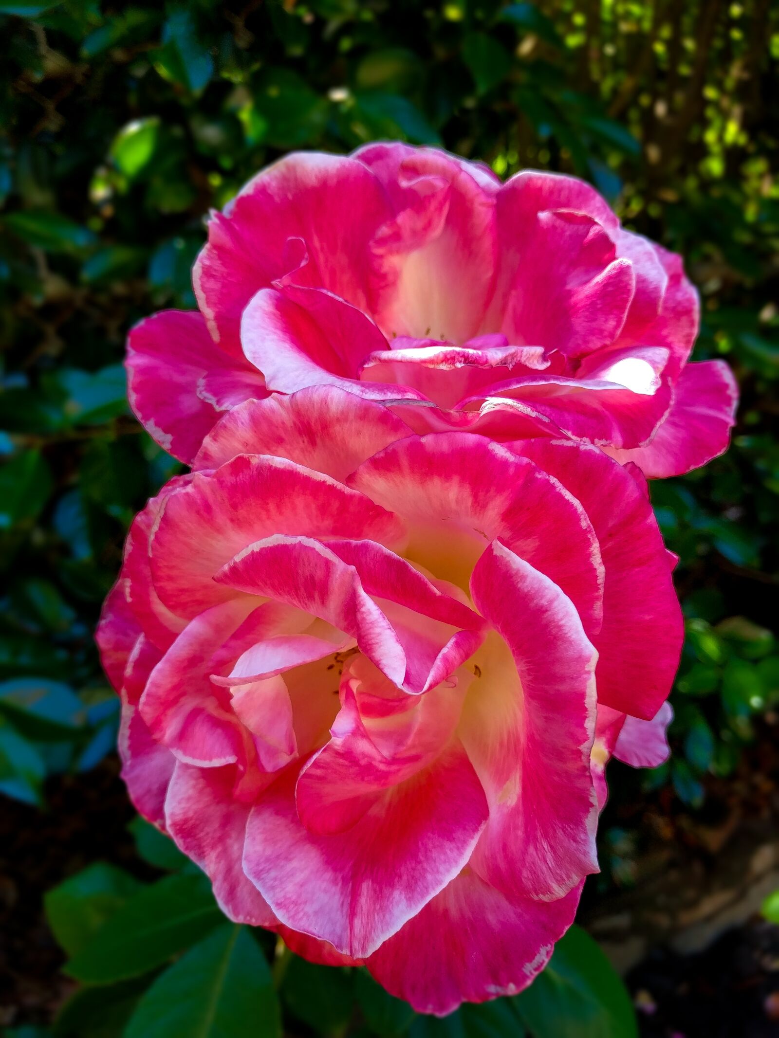 LG Nexus 5X sample photo. Blooming roses portland oregon photography
