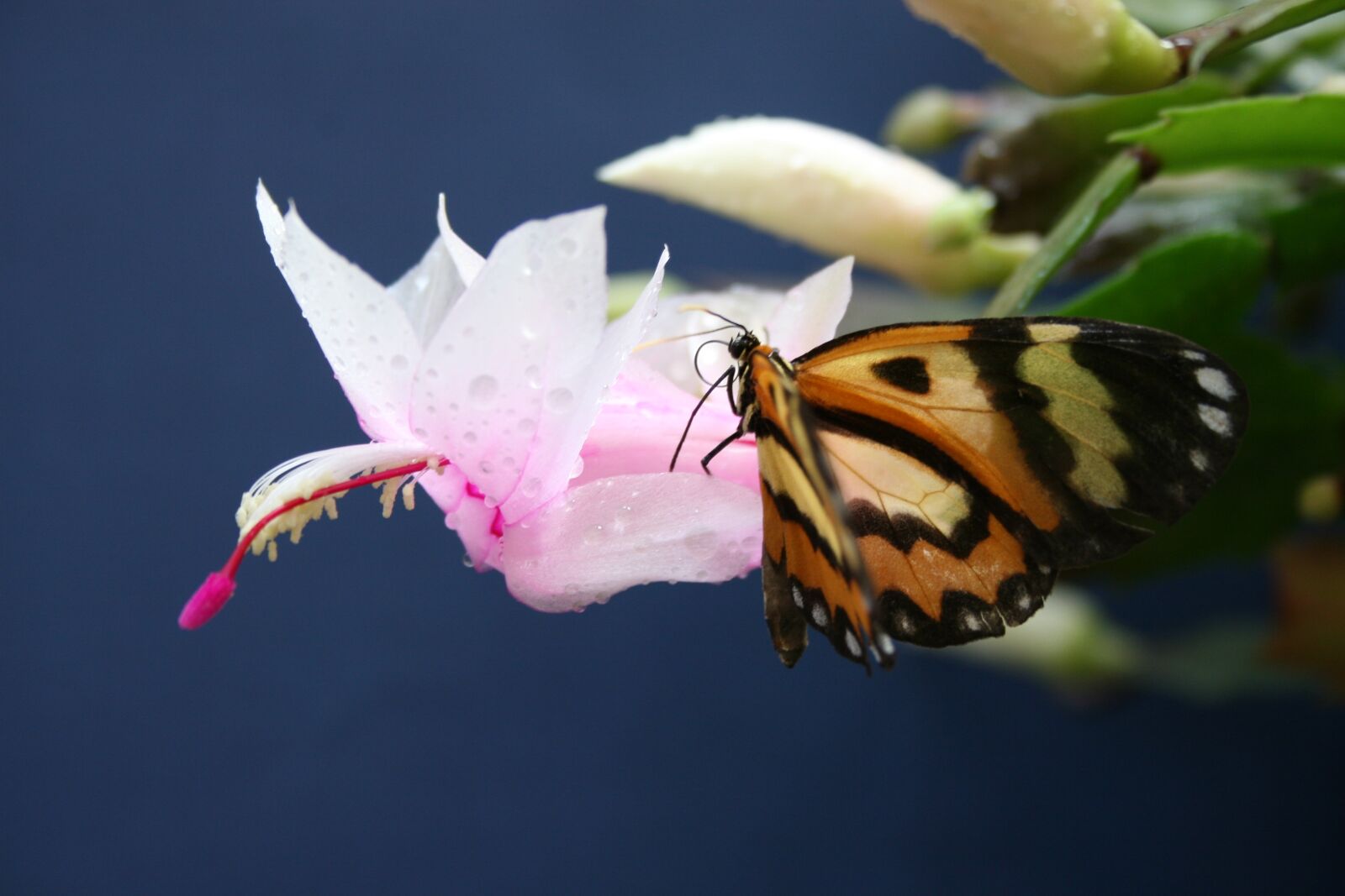 Canon EOS 30D sample photo. Flower, nature, butterfly photography