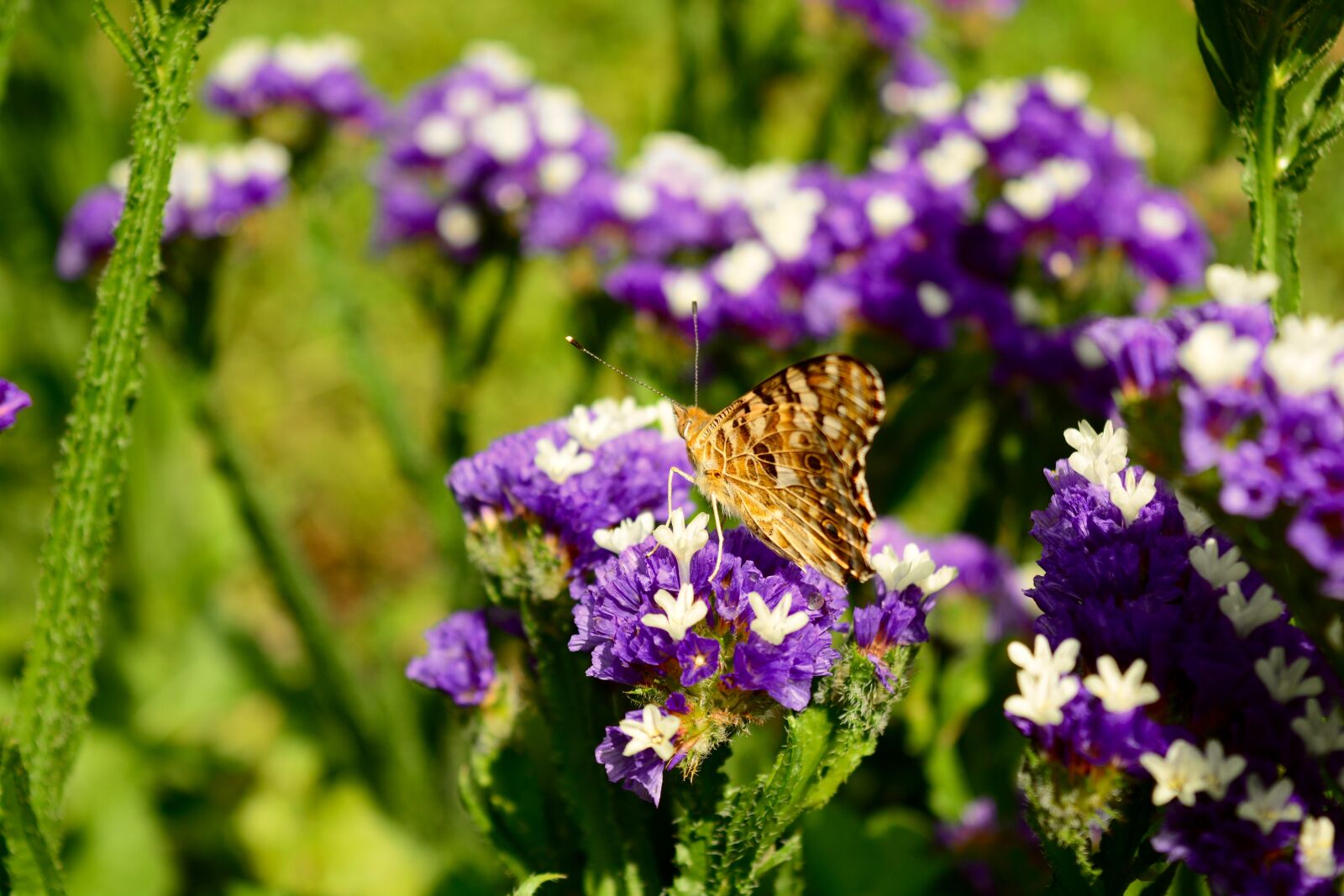 Nikon D5200 sample photo. Butterfly, nature, summer photography