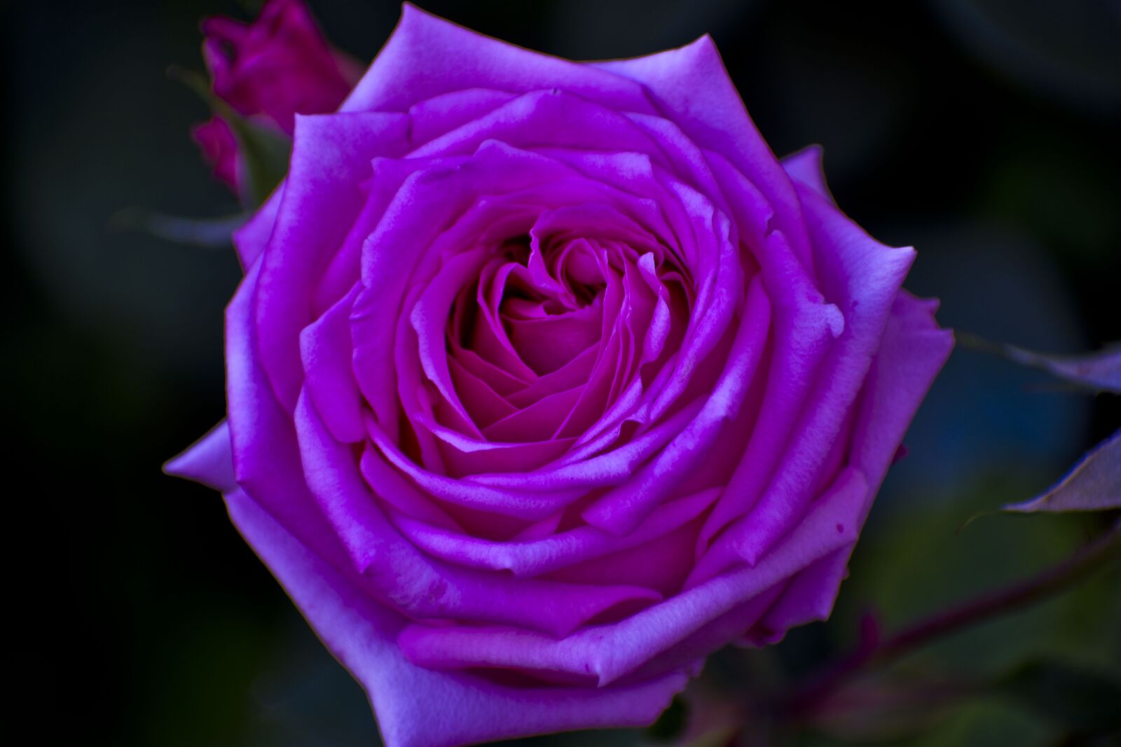 Nikon D3500 sample photo. Rose, pink rose, blossom photography