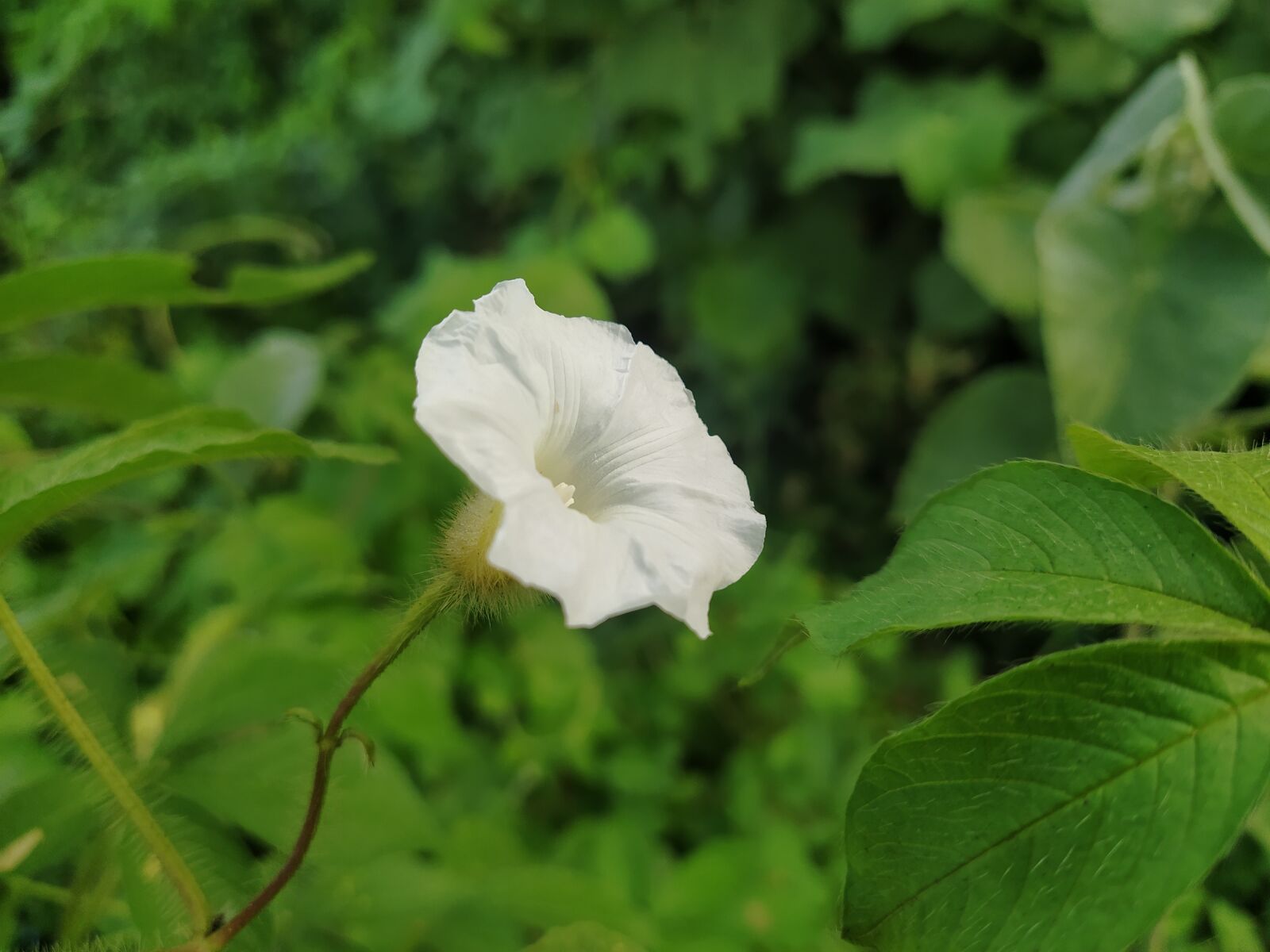 Xiaomi Mi A3 sample photo. White flowers, flowers hub photography