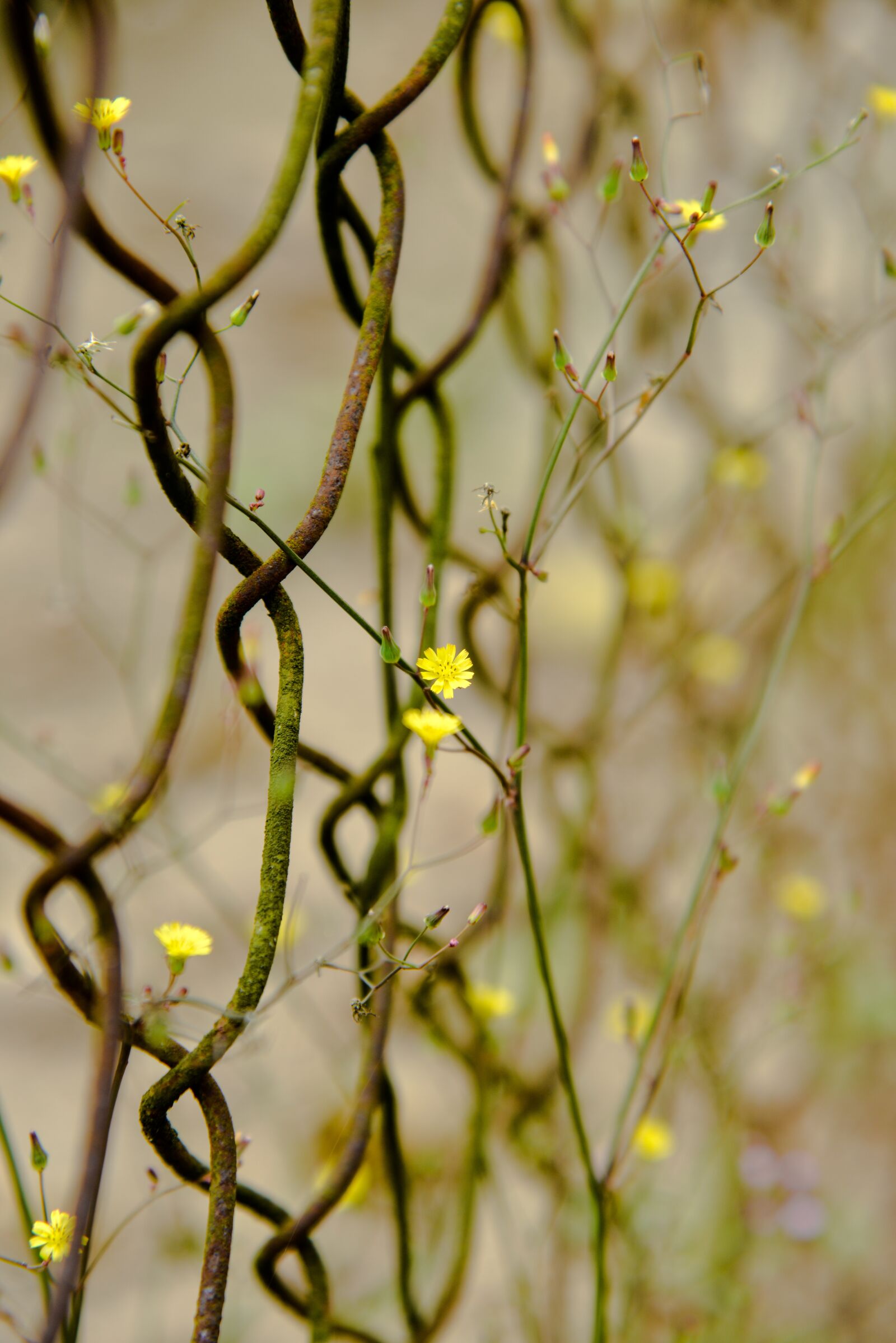 Nikon D800 sample photo. Weed, the fence, vietnam photography