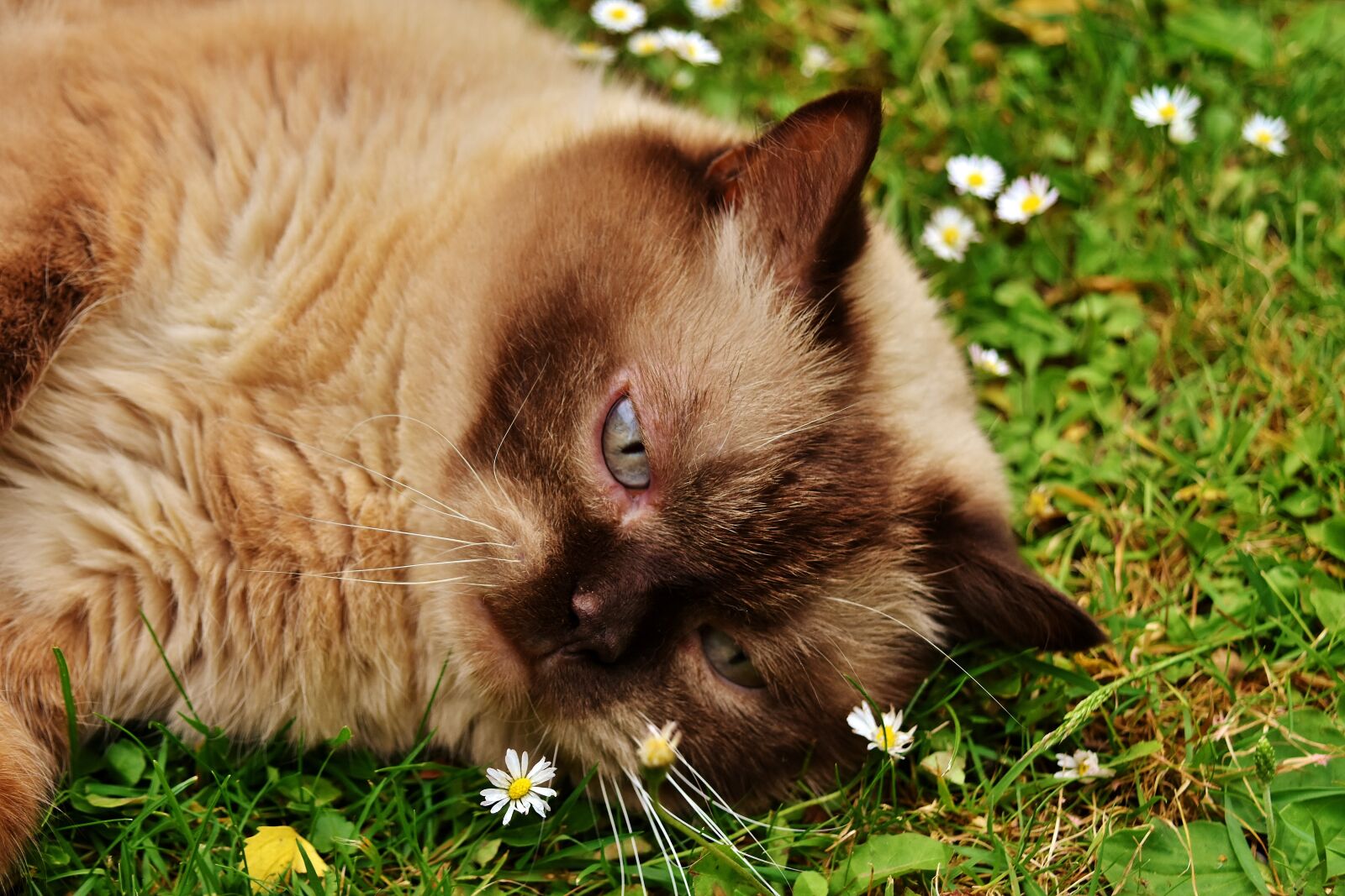 Nikon D7200 sample photo. British shorthair, rest, relaxed photography