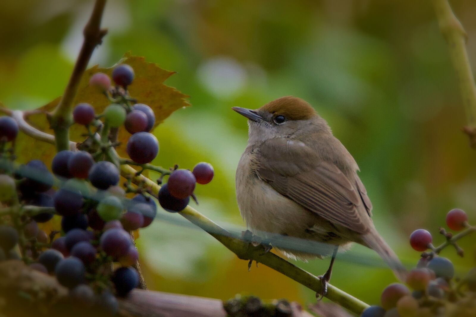Nikon D750 sample photo. Warbler, black head, bird photography