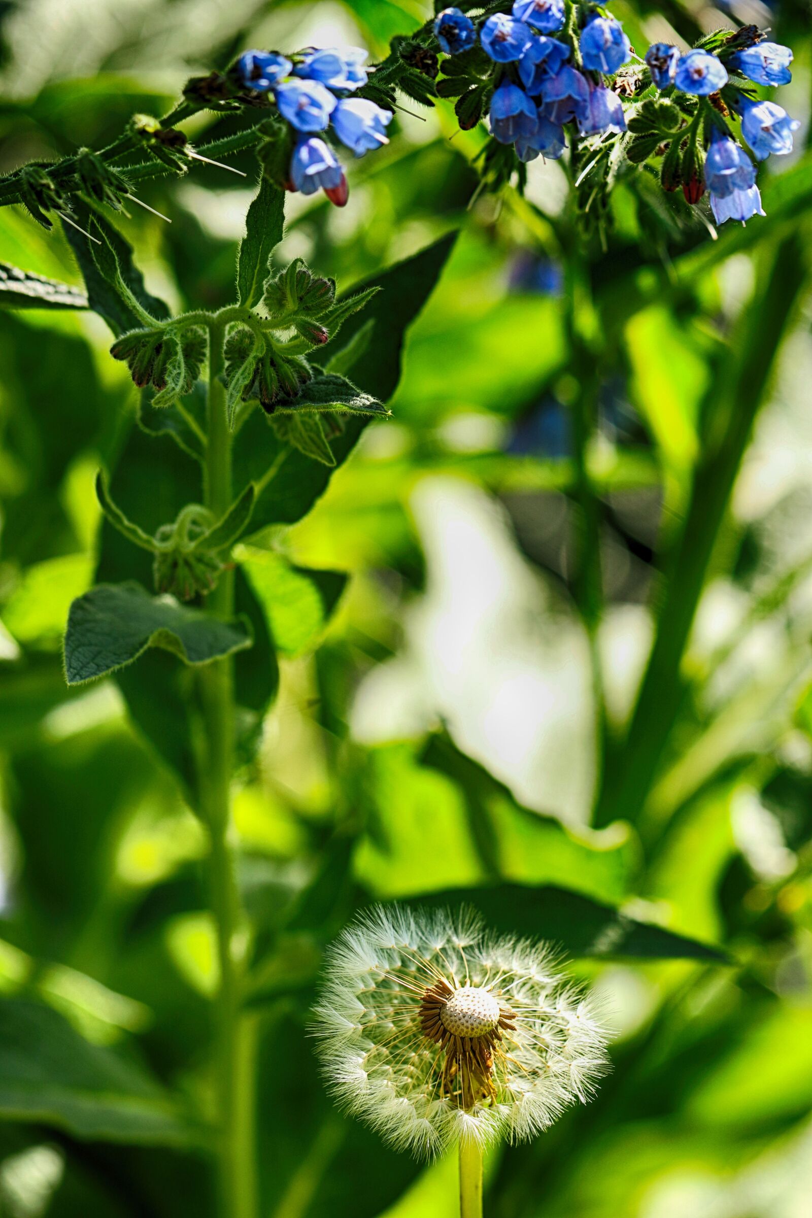 Canon EOS 7D Mark II sample photo. Flower, nature, dandelion photography