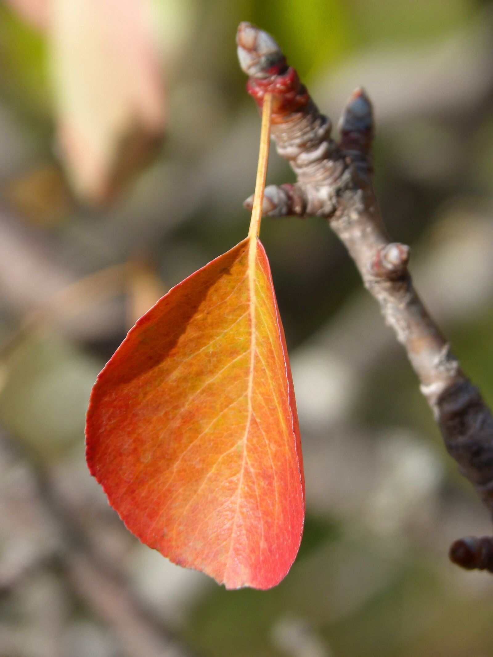 Panasonic DMC-FZ62 sample photo. Red leaf, rosewood, autumn photography