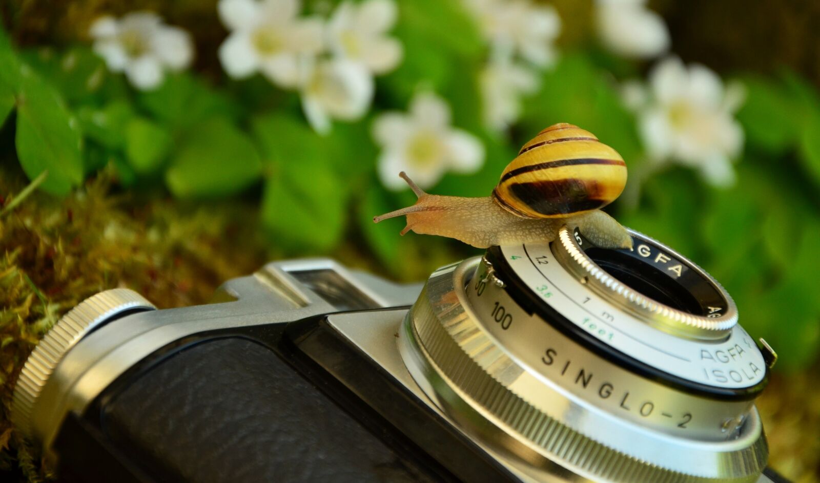 Nikon D5100 sample photo. Camera, old antique, agfa photography