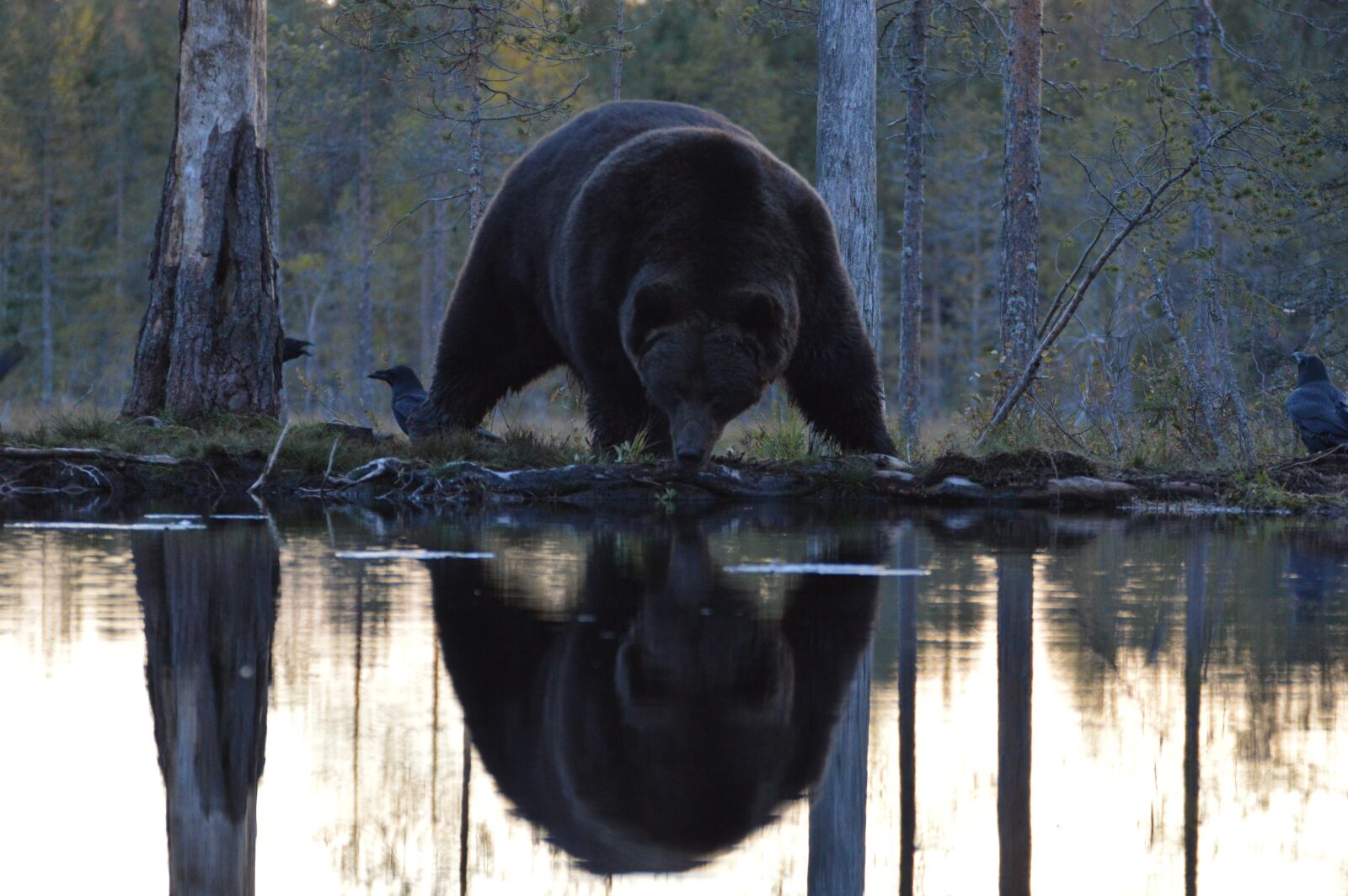 Nikon D3200 sample photo. Bear, reflection, kuhmo photography