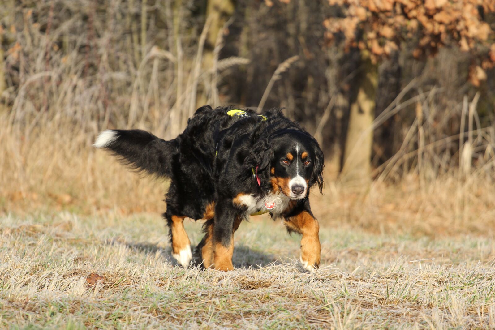Canon EOS 60D + Canon EF 70-200mm F4L USM sample photo. Bernese cattle, dog, bitch photography