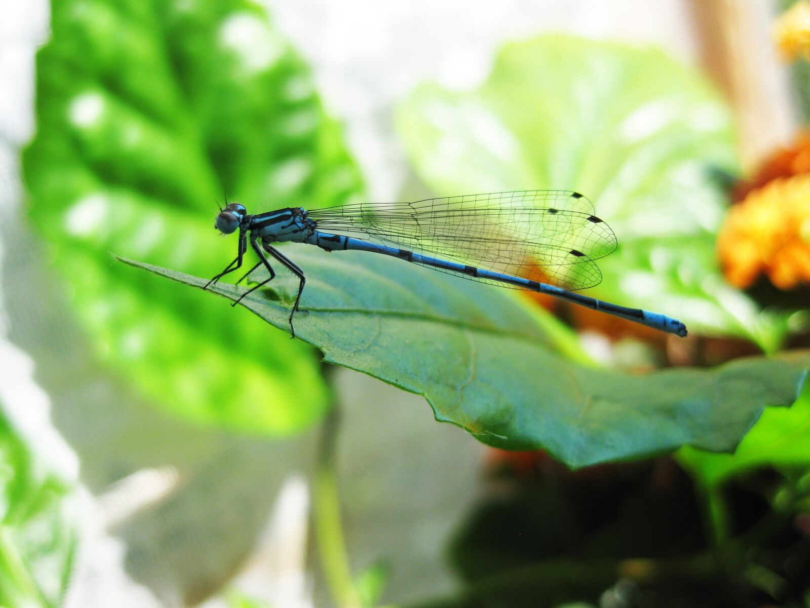 Canon PowerShot SD770 IS (Digital IXUS 85 IS / IXY Digital 25 IS) sample photo. Dragonfly, blue, sheet photography