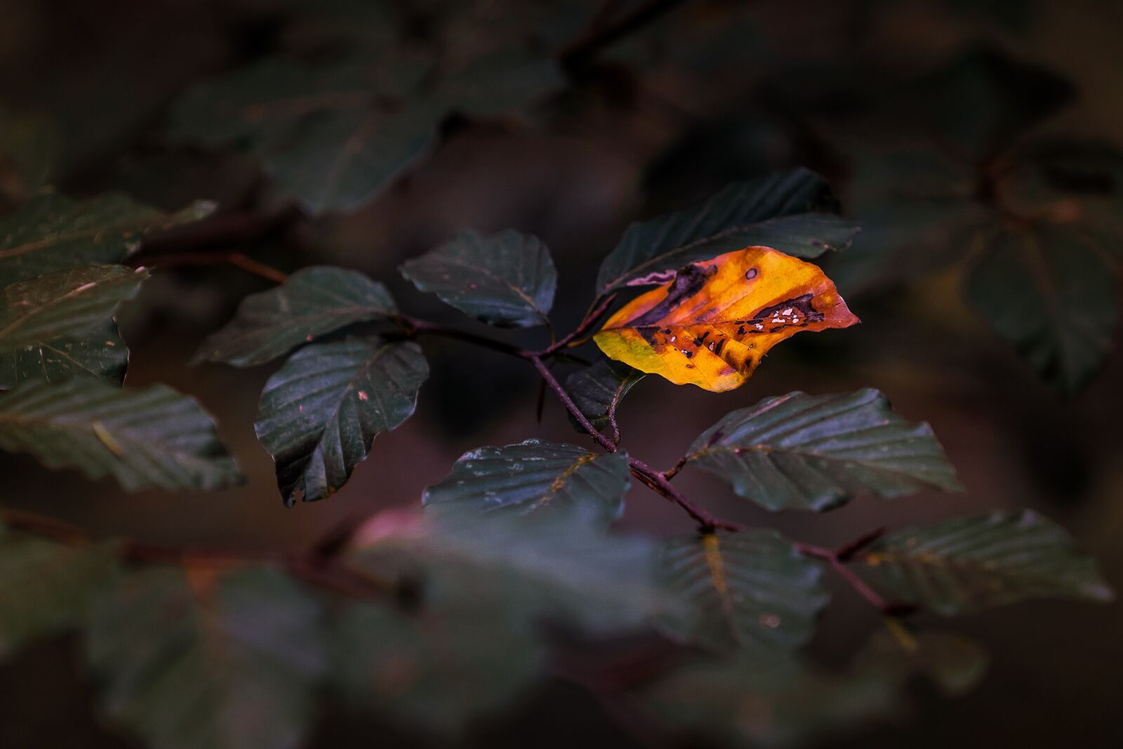 Sony a7 III + Sony FE 70-200mm F4 G OSS sample photo. Nature, leaf, autumn photography