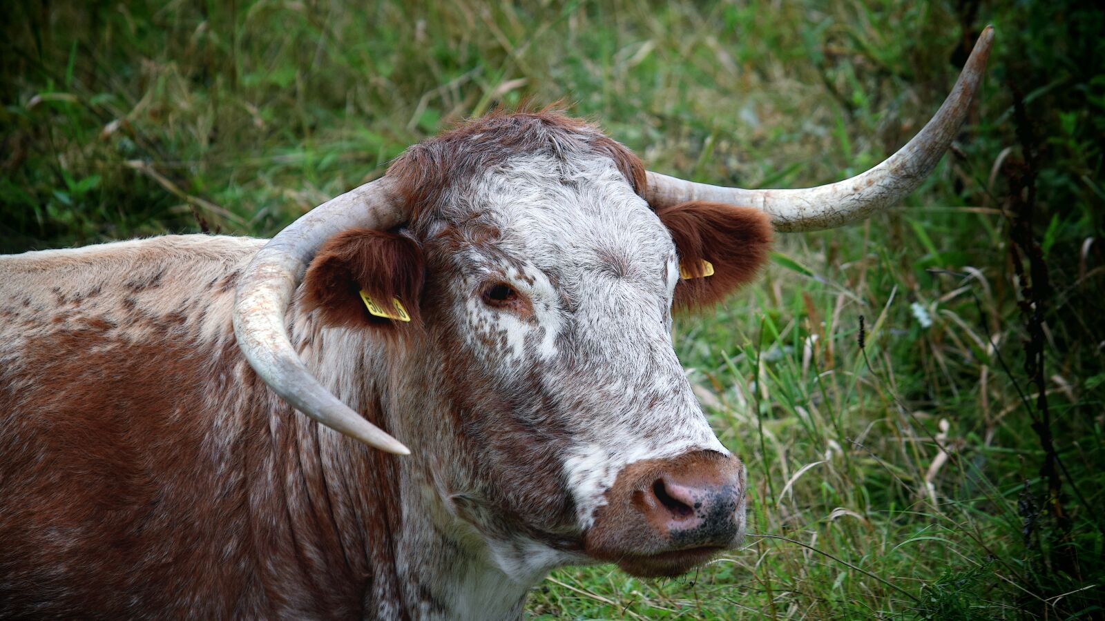 Nikon D3300 sample photo. Steer, bull, cow photography