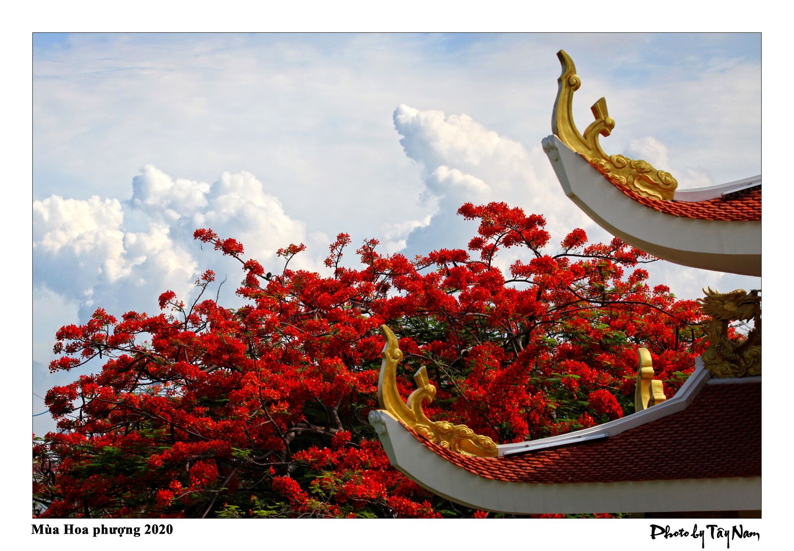 Canon EOS 5D Mark II sample photo. Flower, summer, phoenix flower photography