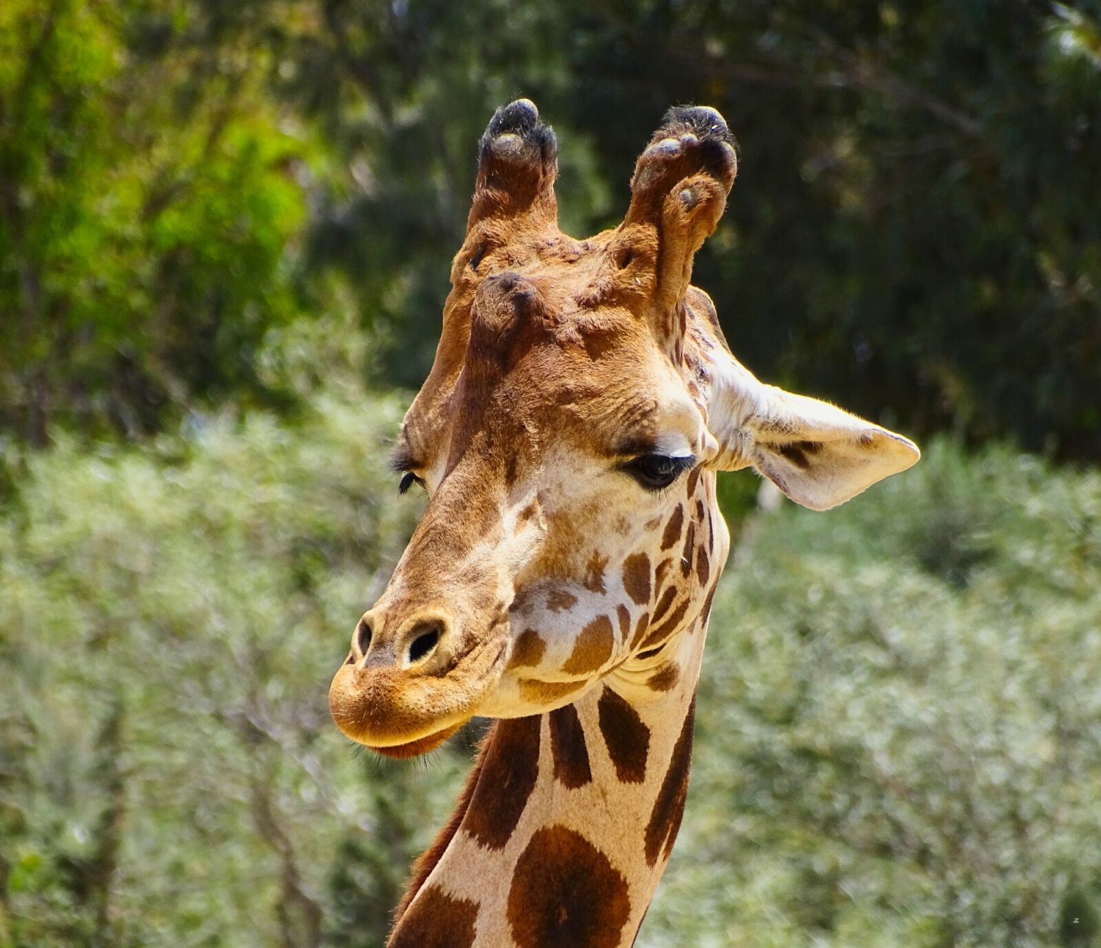 Sony Cyber-shot DSC-HX400V sample photo. Giraffe, nature, animal photography