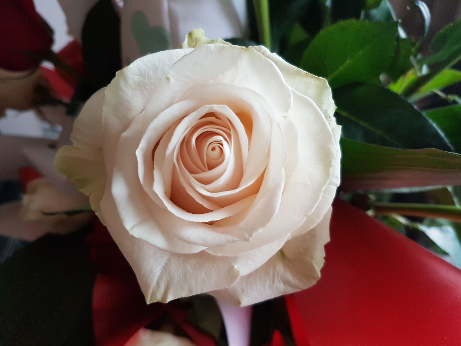 Samsung Galaxy S7 Edge sample photo. Rosa, white, flower photography