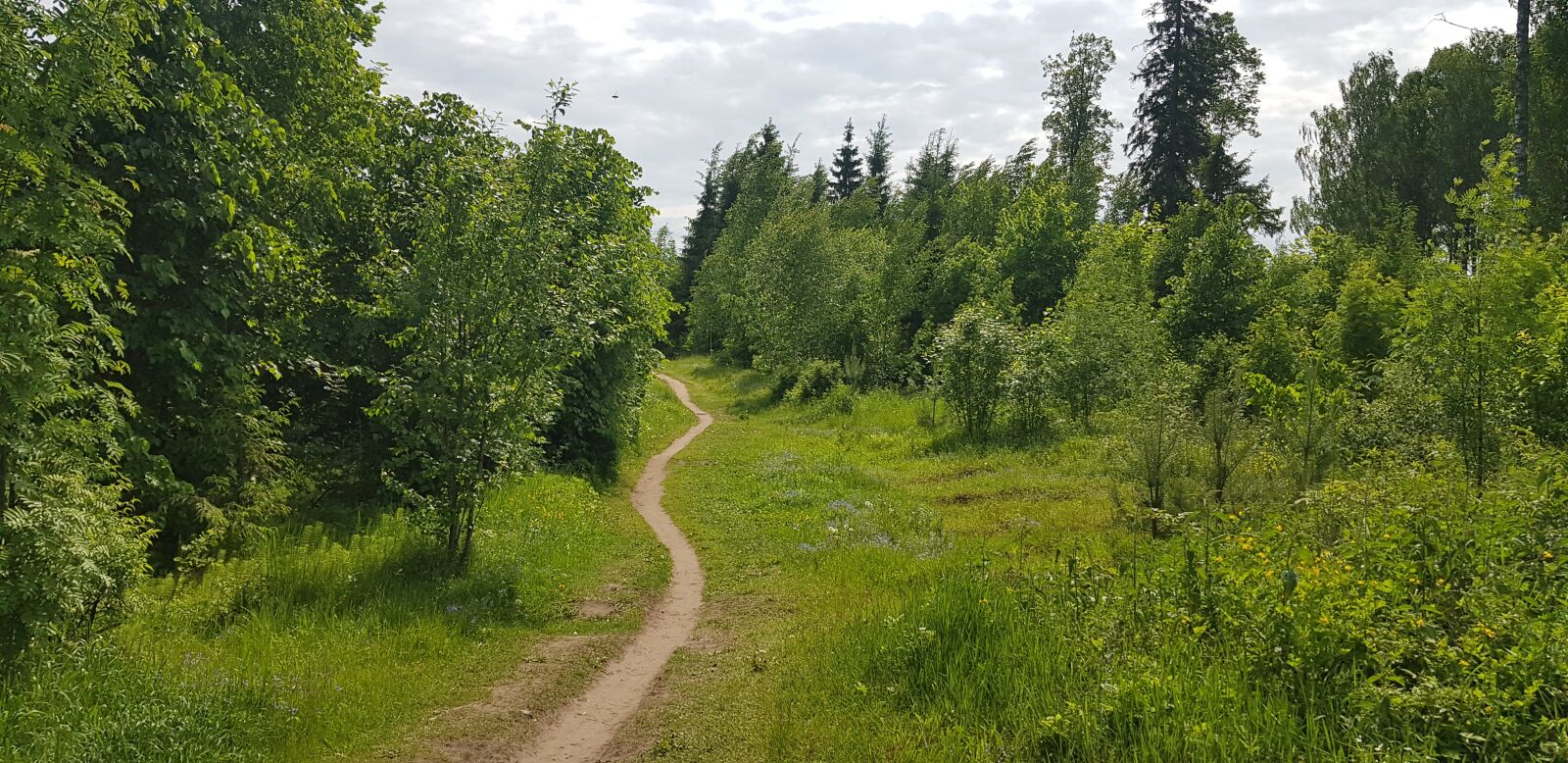 Samsung Galaxy S8+ sample photo. Forest, trees, summer photography