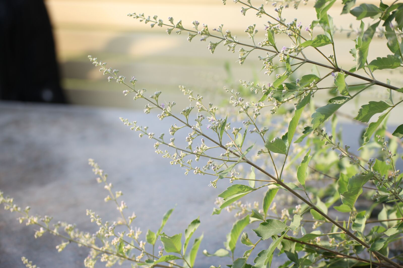 Canon EOS 5D Mark II sample photo. Herbs, organic, pure photography