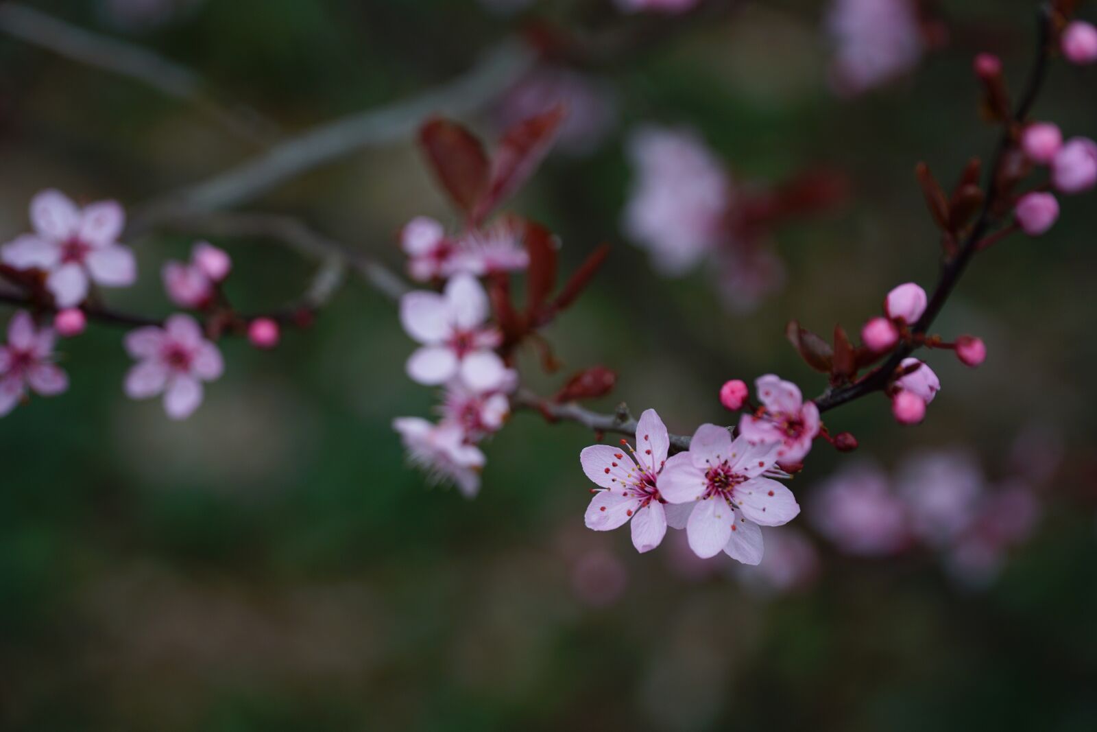 Sony a6000 + Sony E PZ 18-105mm F4 G OSS sample photo. Flower, nature, plant photography