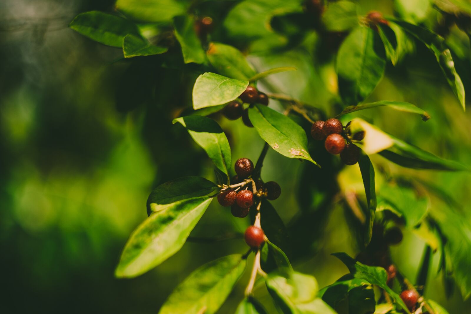 Fujifilm X-M1 sample photo. Tree, leaves, berries photography