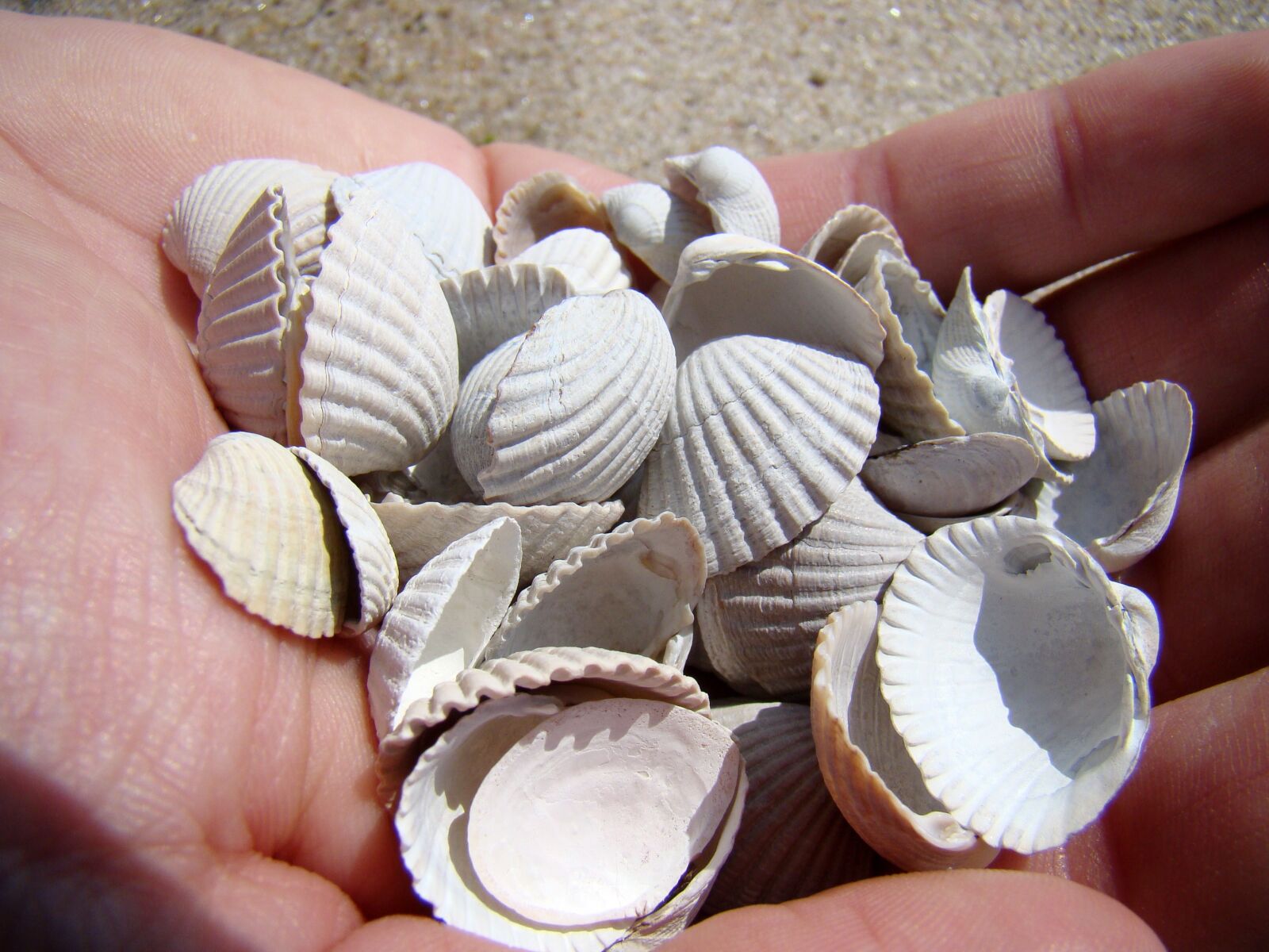 Sony Cyber-shot DSC-H50 sample photo. Shells, hand, sea photography