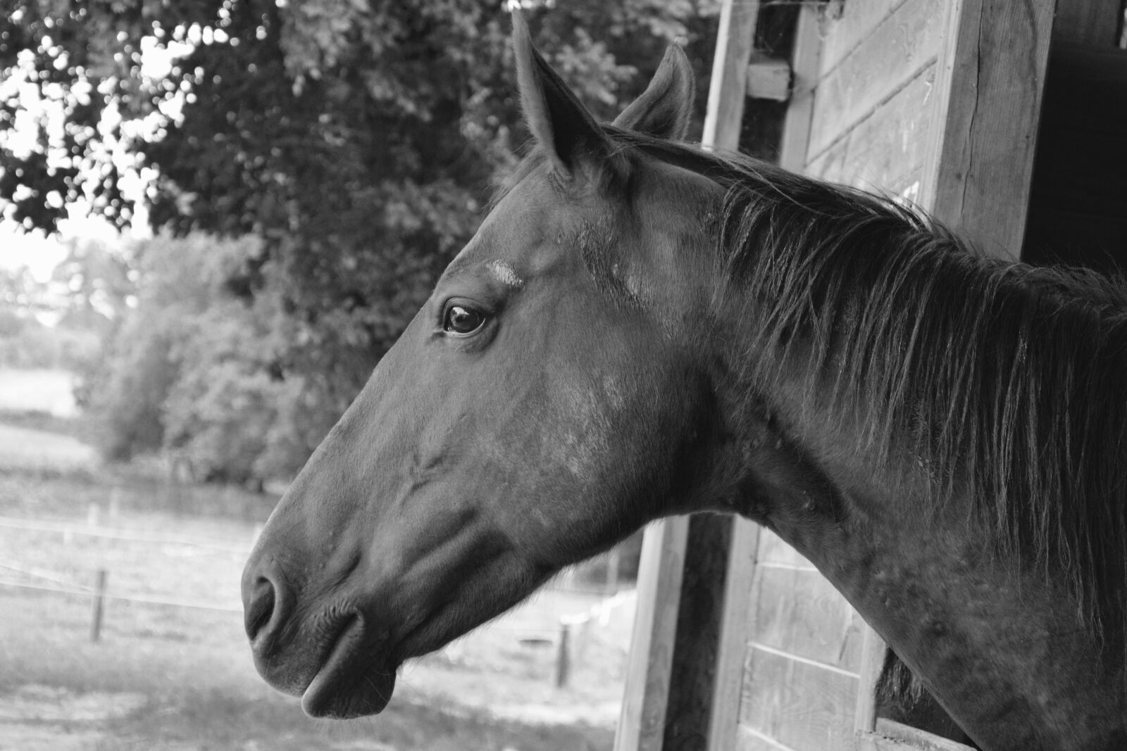 Nikon D5200 sample photo. Horse, stable, riding stable photography
