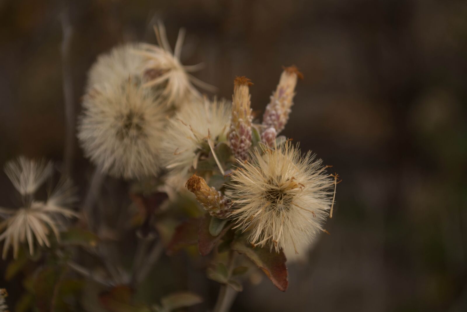 Nikon D5200 sample photo. Flower, siolvestre, nude photography