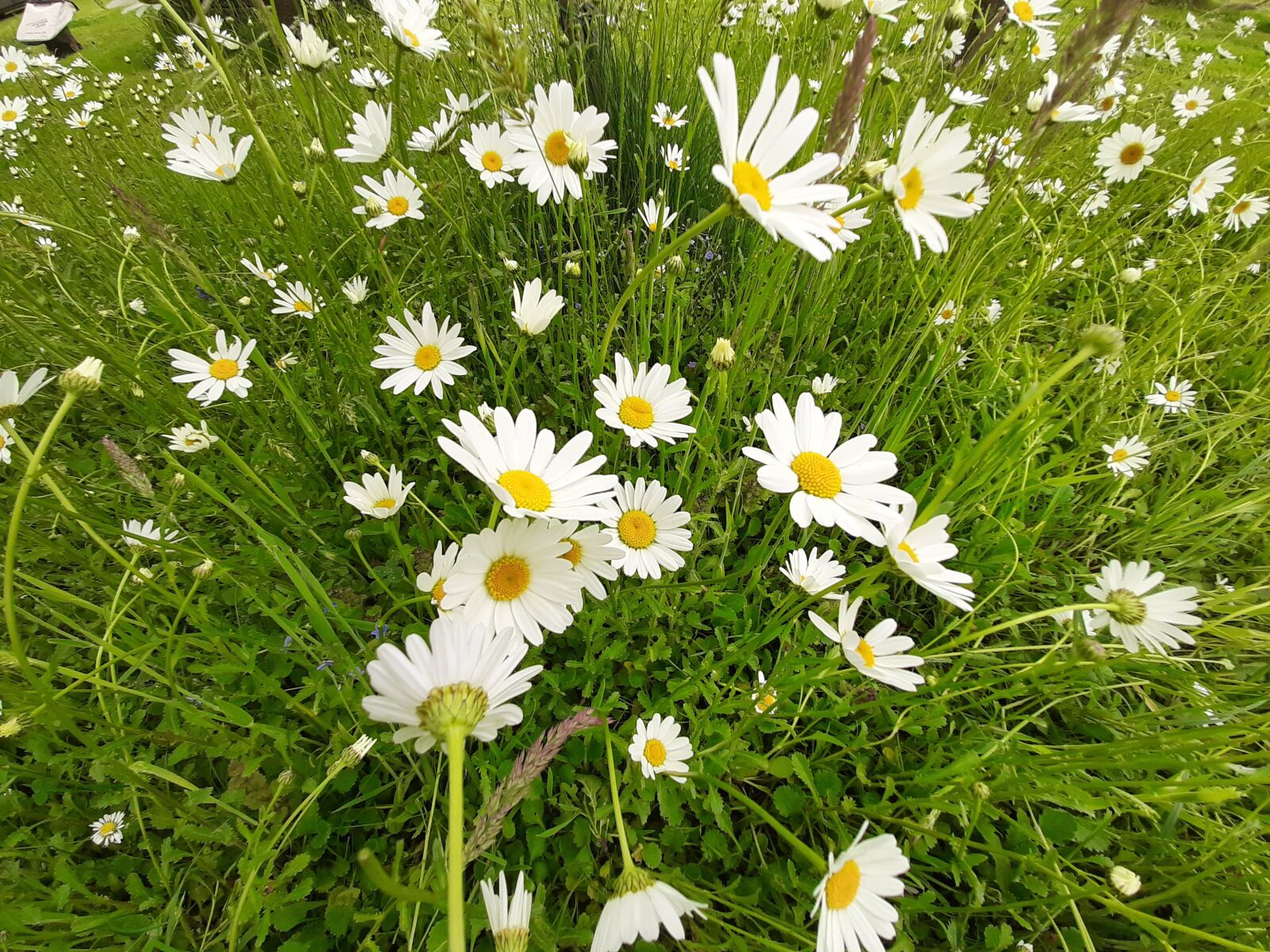 Samsung Galaxy A50 sample photo. Daisy, white, flowers photography