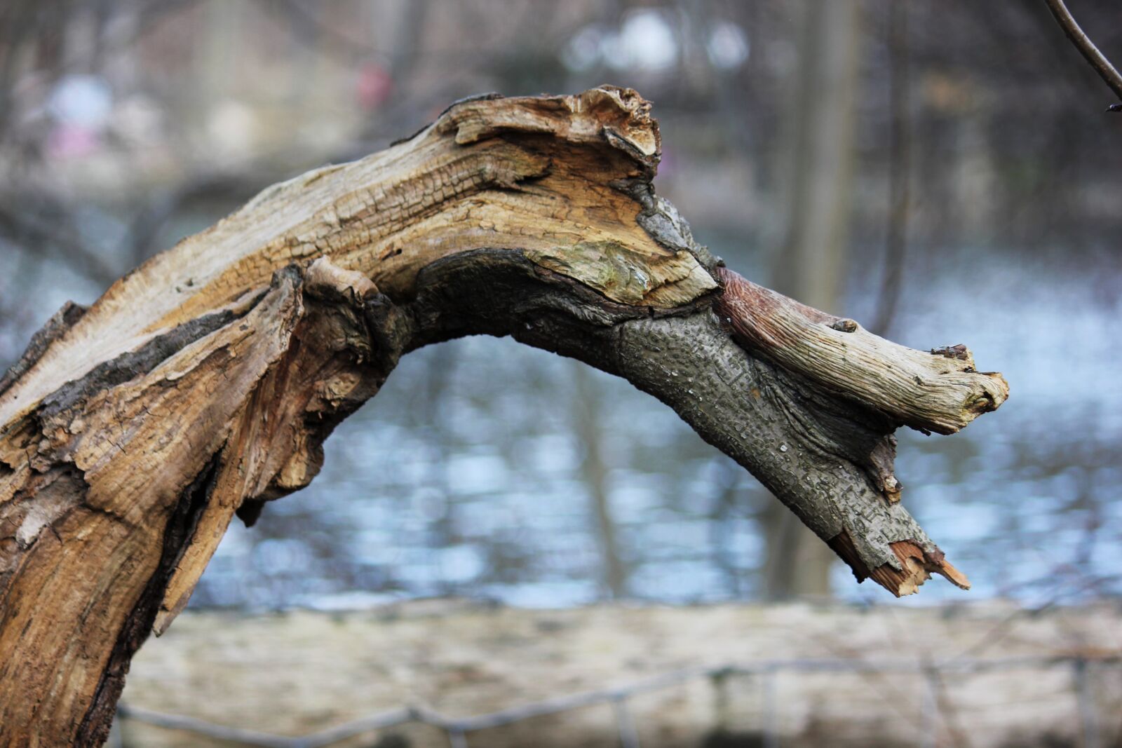 Canon EOS 550D (EOS Rebel T2i / EOS Kiss X4) sample photo. Nature, wood, tree photography