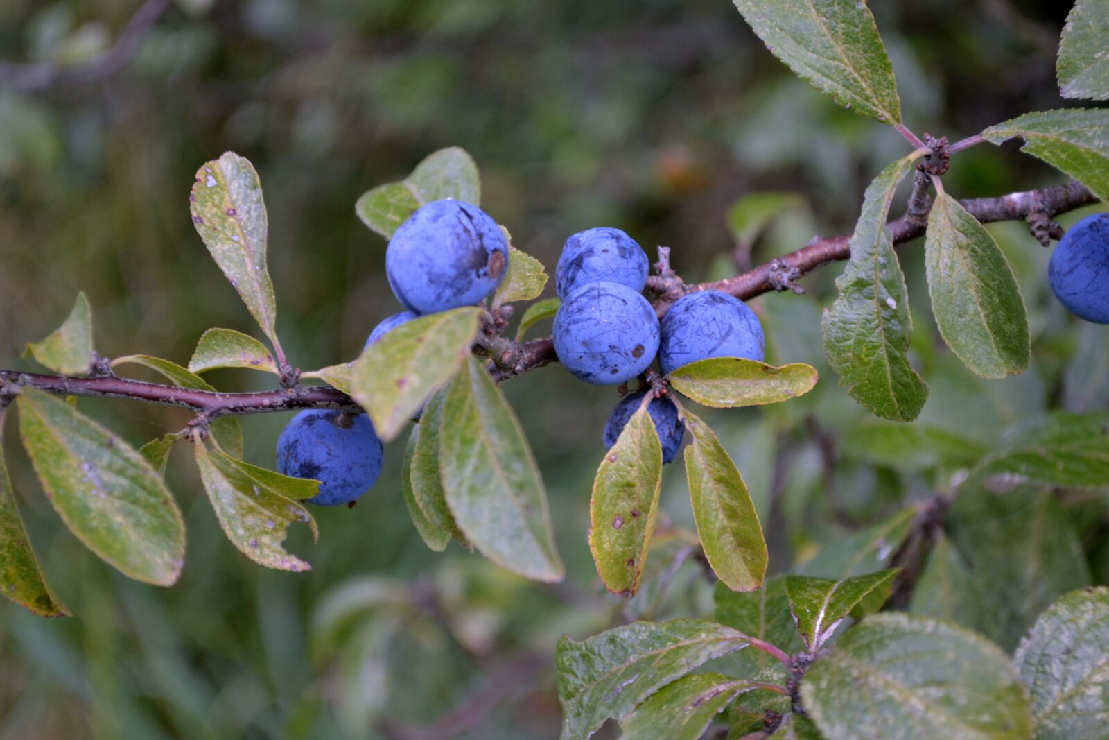 Nikon D3100 sample photo. Berries, plants, fruit photography