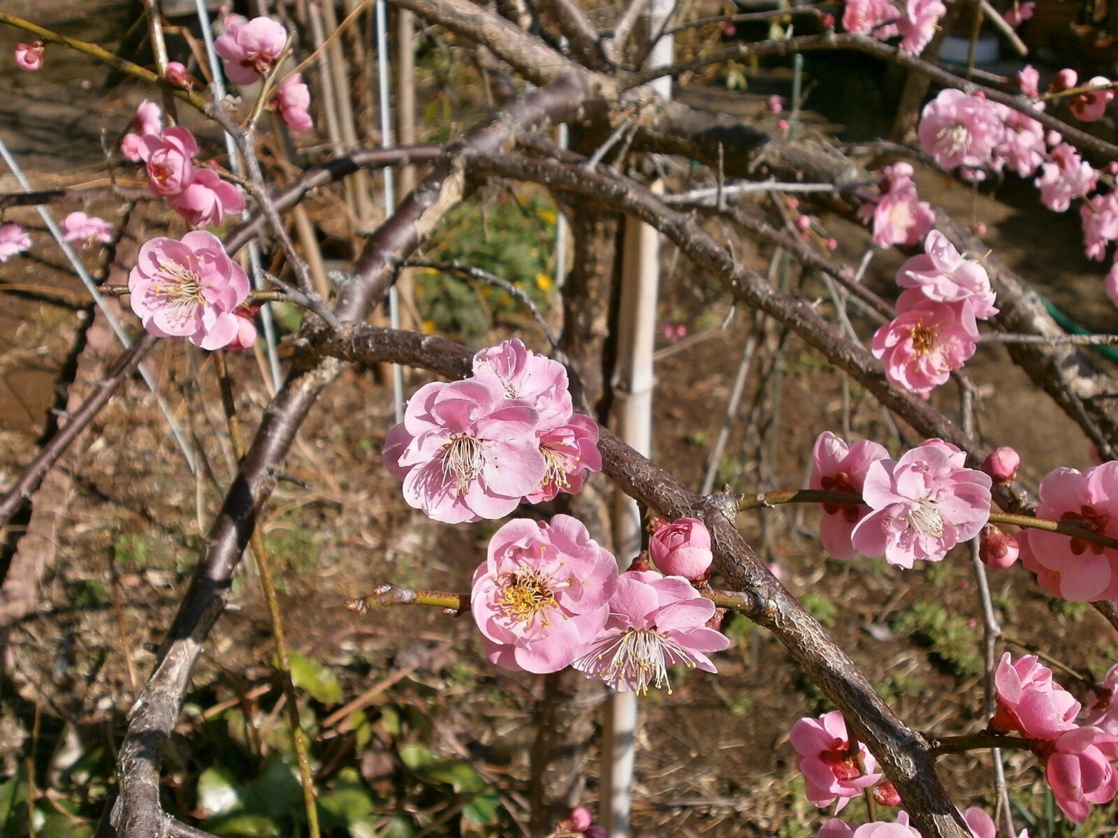 Olympus VG110,D700 sample photo. Plum, red plum, plum photography