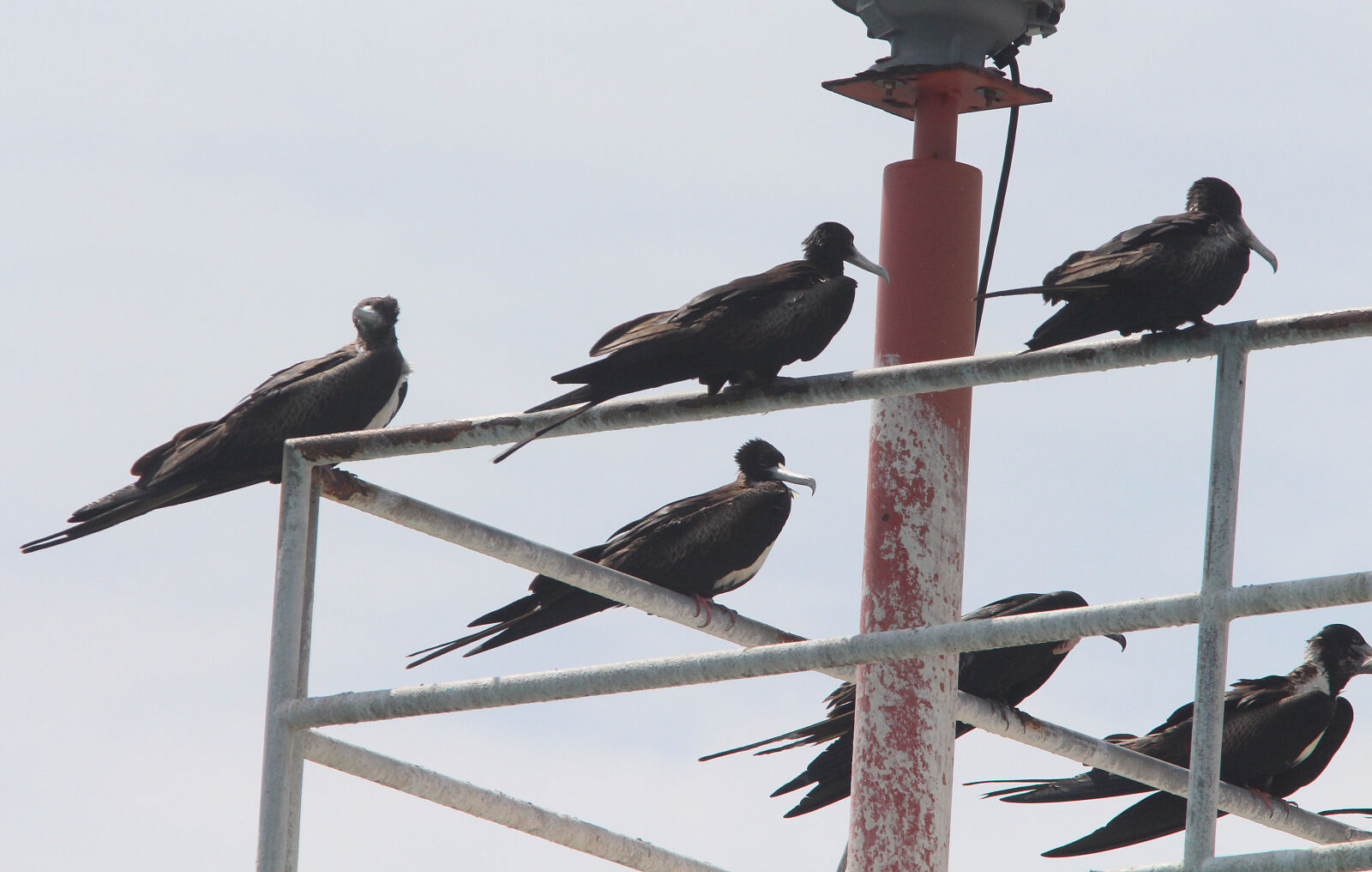Canon EF 300mm F4L IS USM sample photo