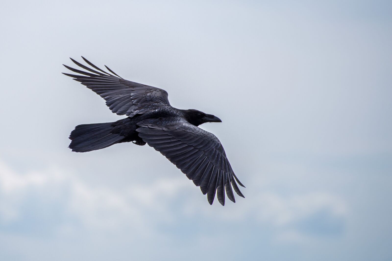 Pentax K-1 + Sigma sample photo. Bird, raven, flight photography