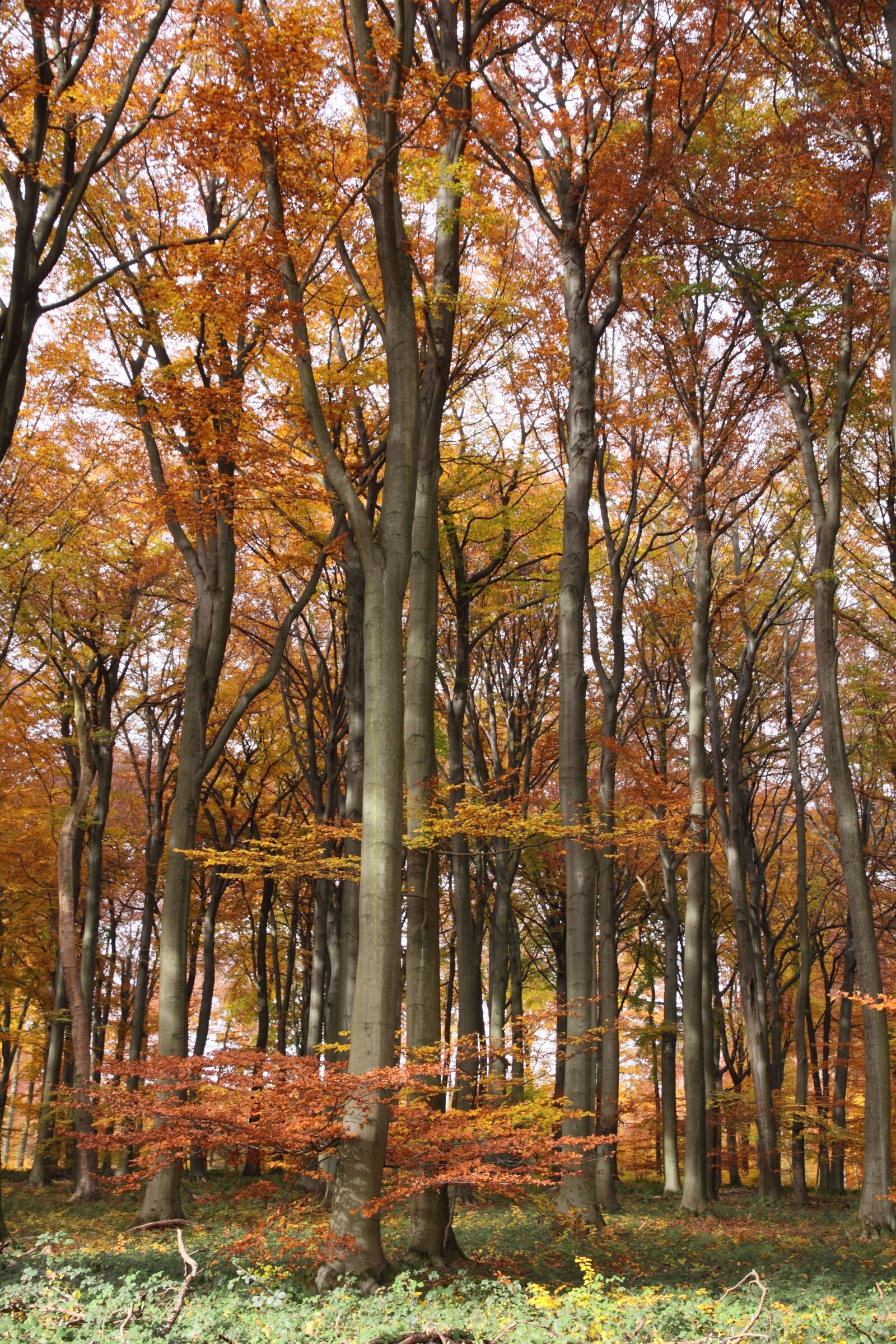 Canon EOS 50D sample photo. Forest, autumn, foliage photography
