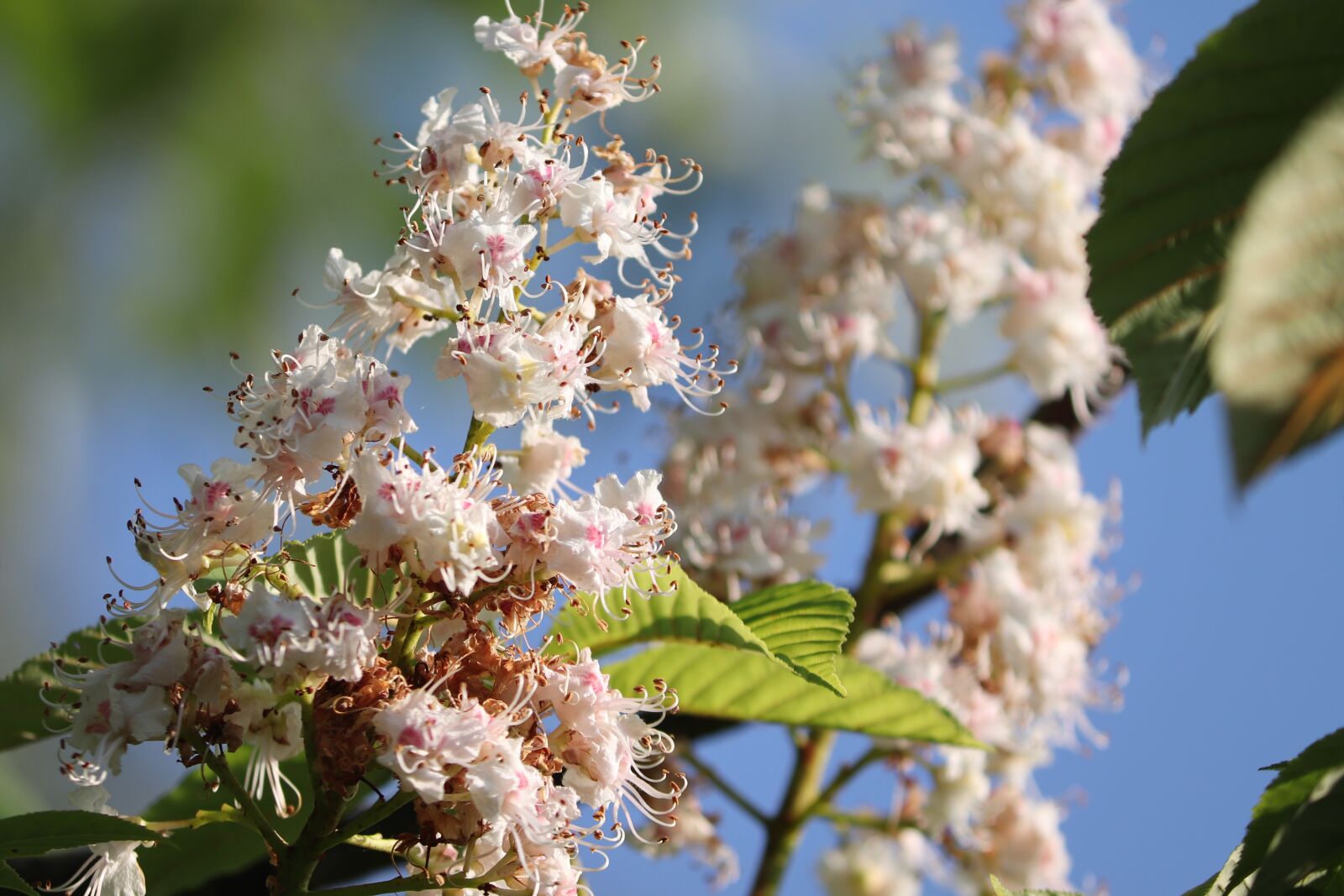 Canon EOS 200D (EOS Rebel SL2 / EOS Kiss X9) sample photo. Chestnut blossom, chestnut, blossom photography