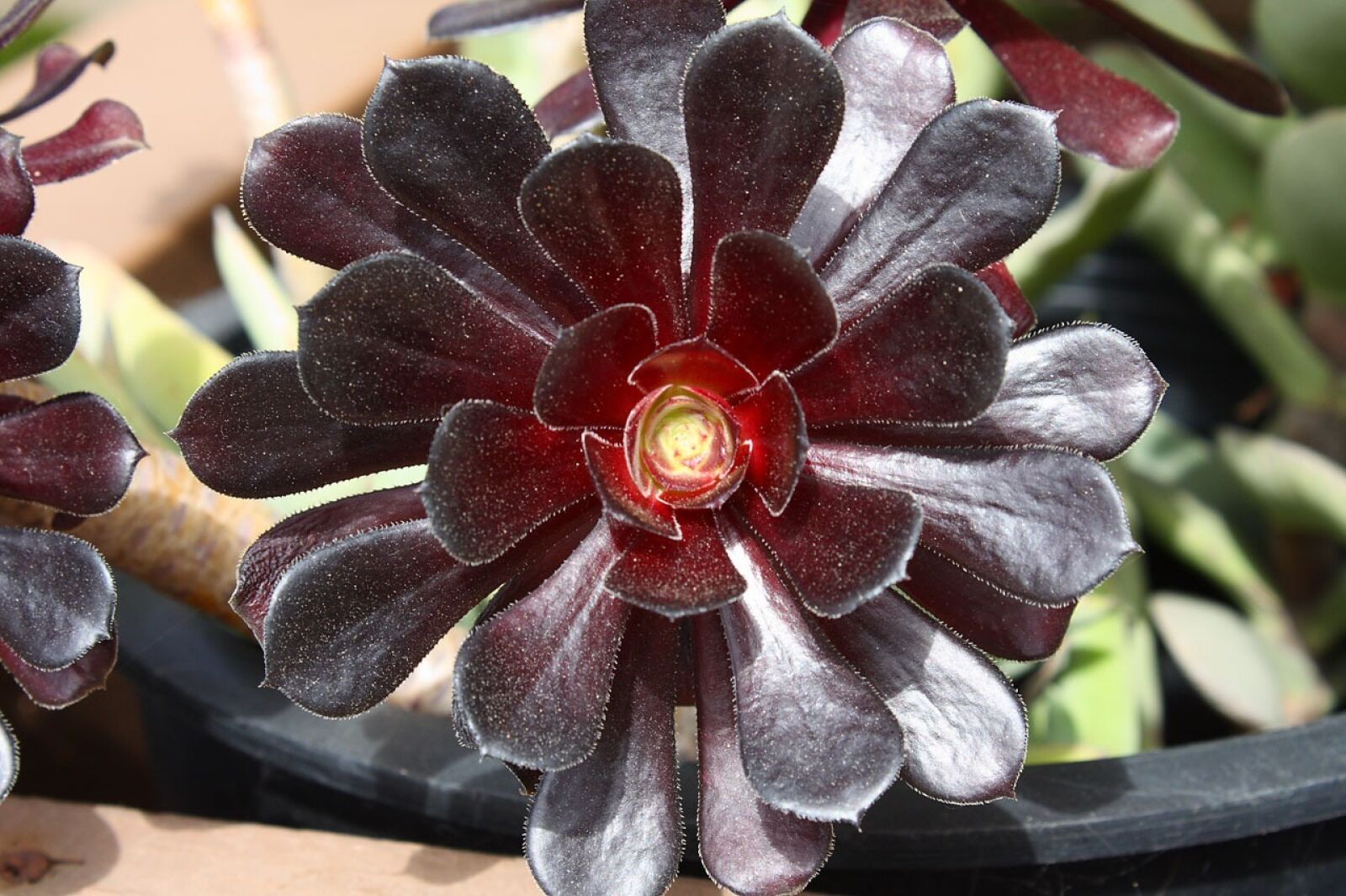 Canon EOS 450D (EOS Rebel XSi / EOS Kiss X2) sample photo. Succulent, plant, leaves photography