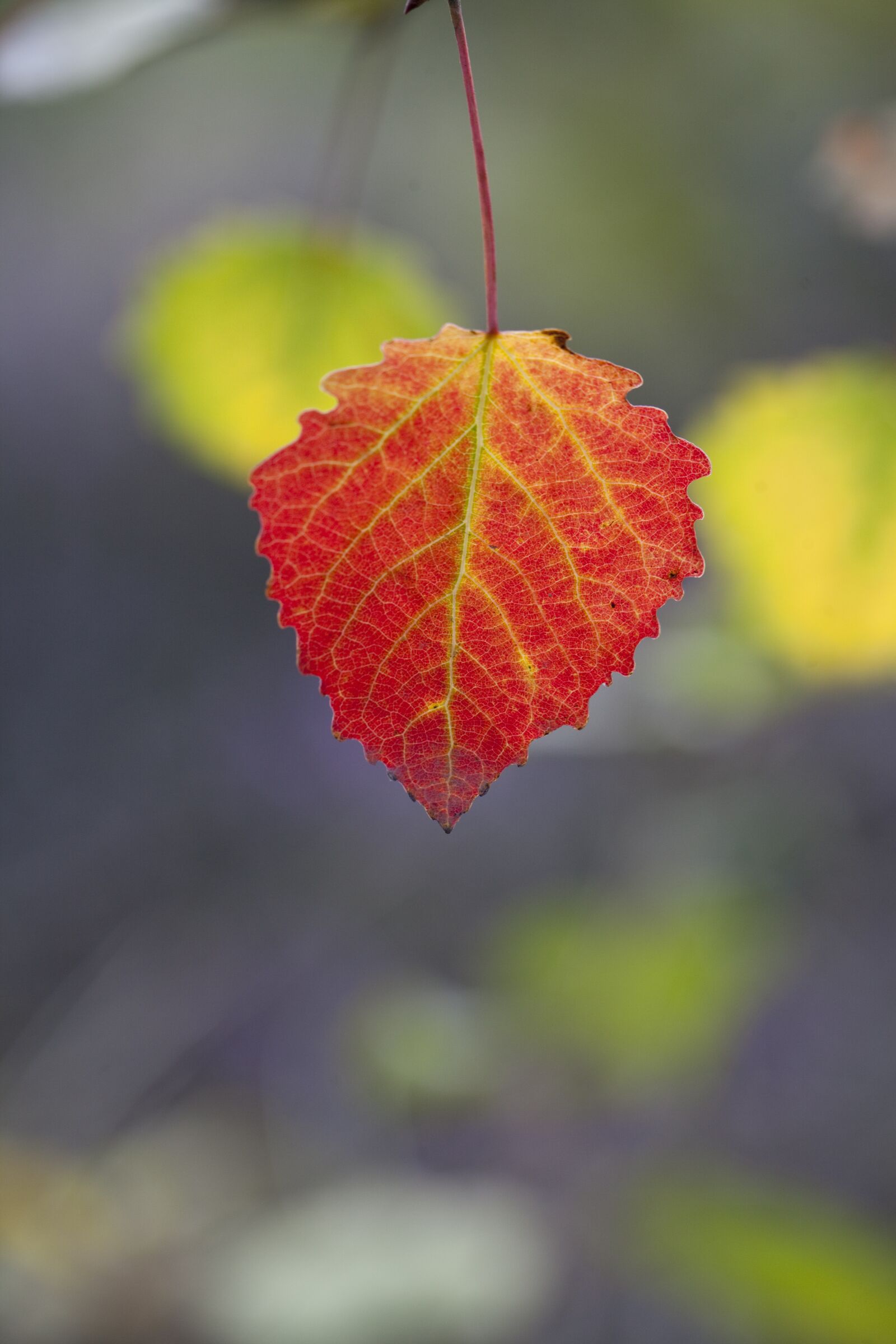Canon EOS 5D Mark II sample photo. Autumn, leaf, red photography