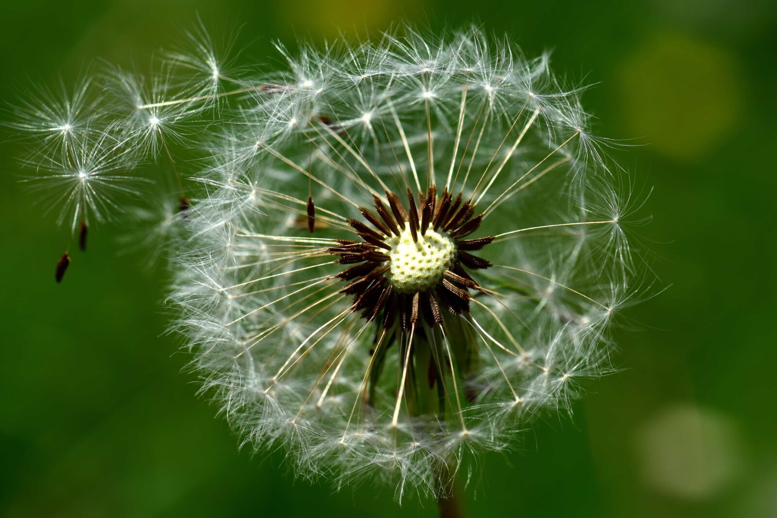 Nikon D3300 sample photo. Nature, summer, macro, wind photography