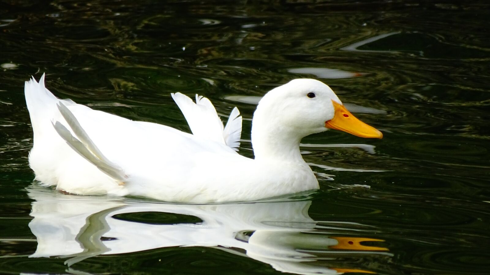 Sony Cyber-shot DSC-HX400V sample photo. Duck, water photography