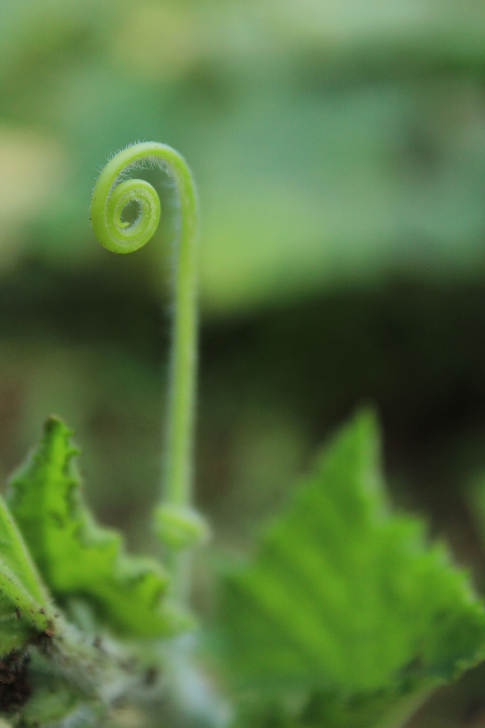 Canon EOS 1200D (EOS Rebel T5 / EOS Kiss X70 / EOS Hi) sample photo. Climbing, plant, green, macro photography