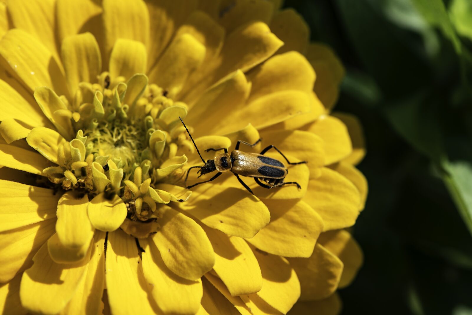Nikon D750 sample photo. Flower, bug, insect photography